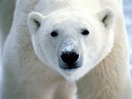 100 Questions and Answers: Polar Animals Books