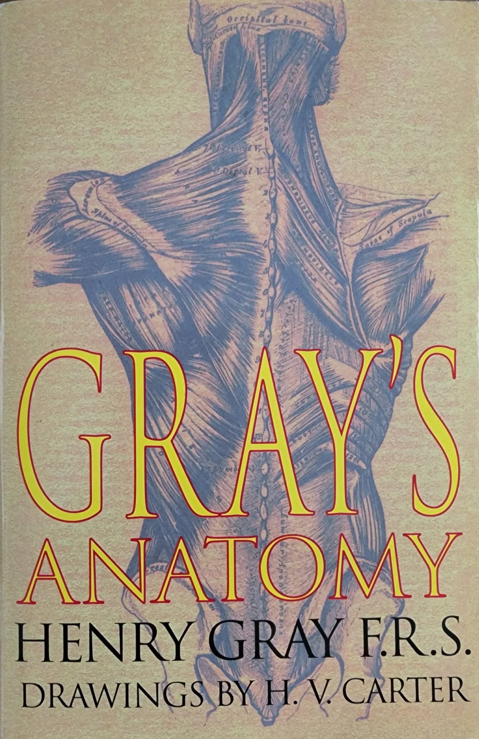 Anatomy (Giants S.) Health, Nutrition & Fitness Books