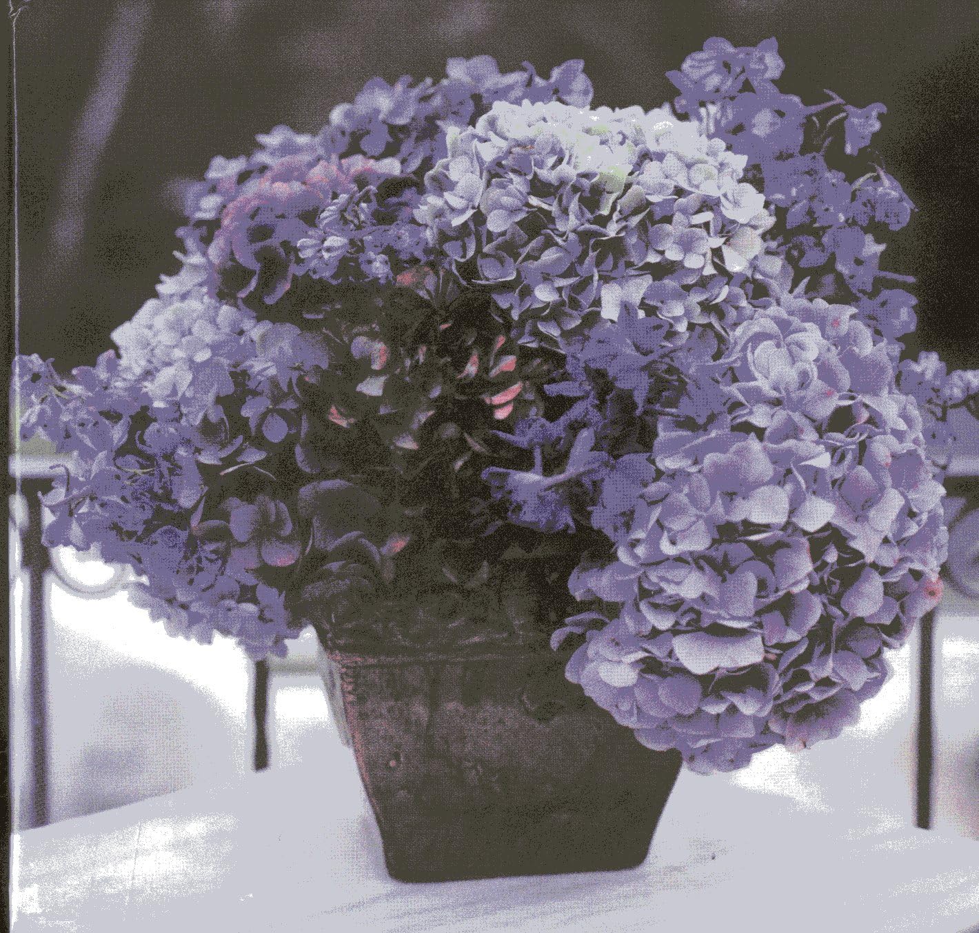 Hydrangea' Memo Cube With Greetings Cards and Envelopes: A Telephone Companion With 400-page Note Block, Plus 8 Gift Cards and Envelopes Hobbies & Crafts