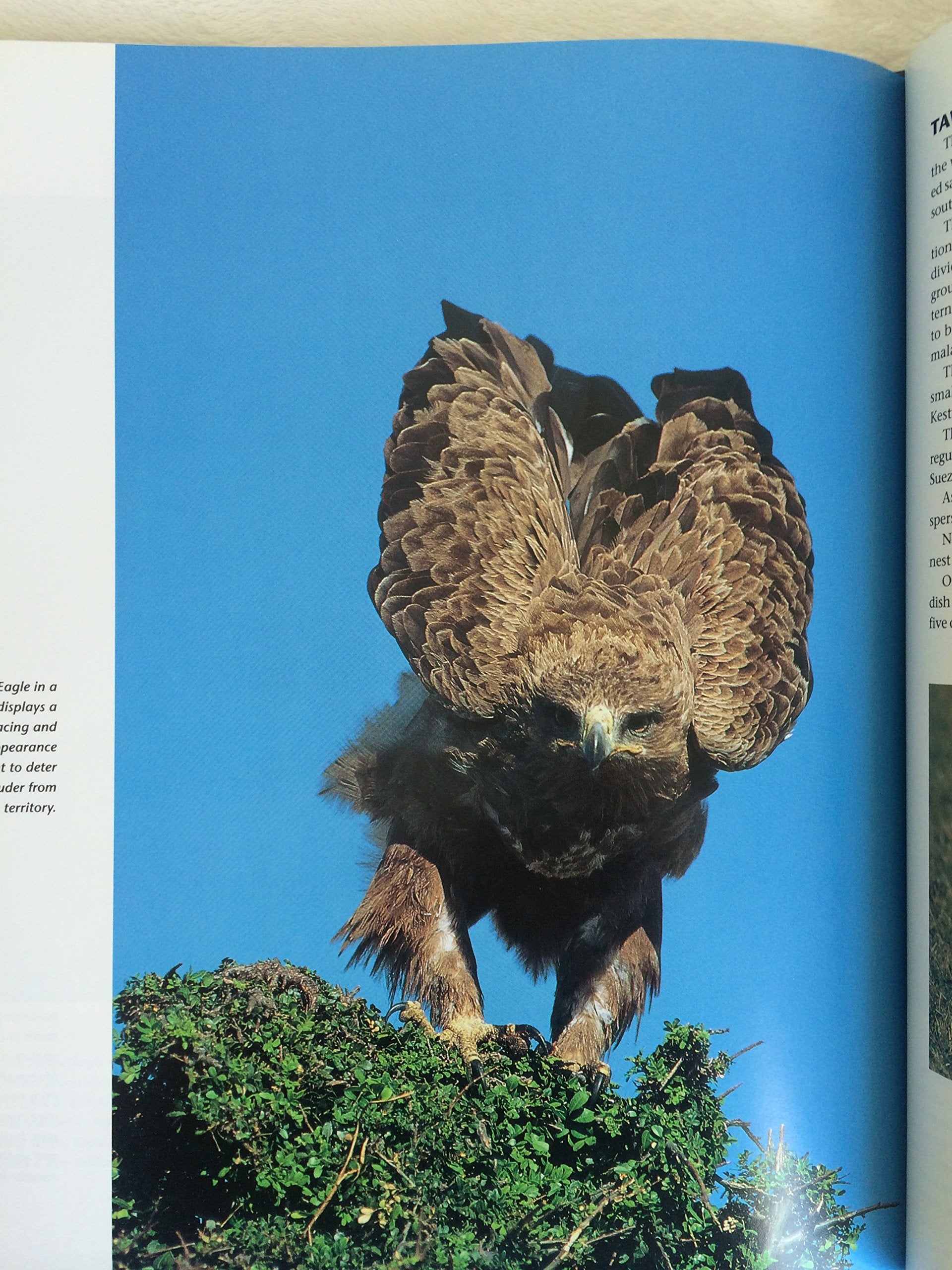 Birds of Prey: Hunters of the Sky Mathematics