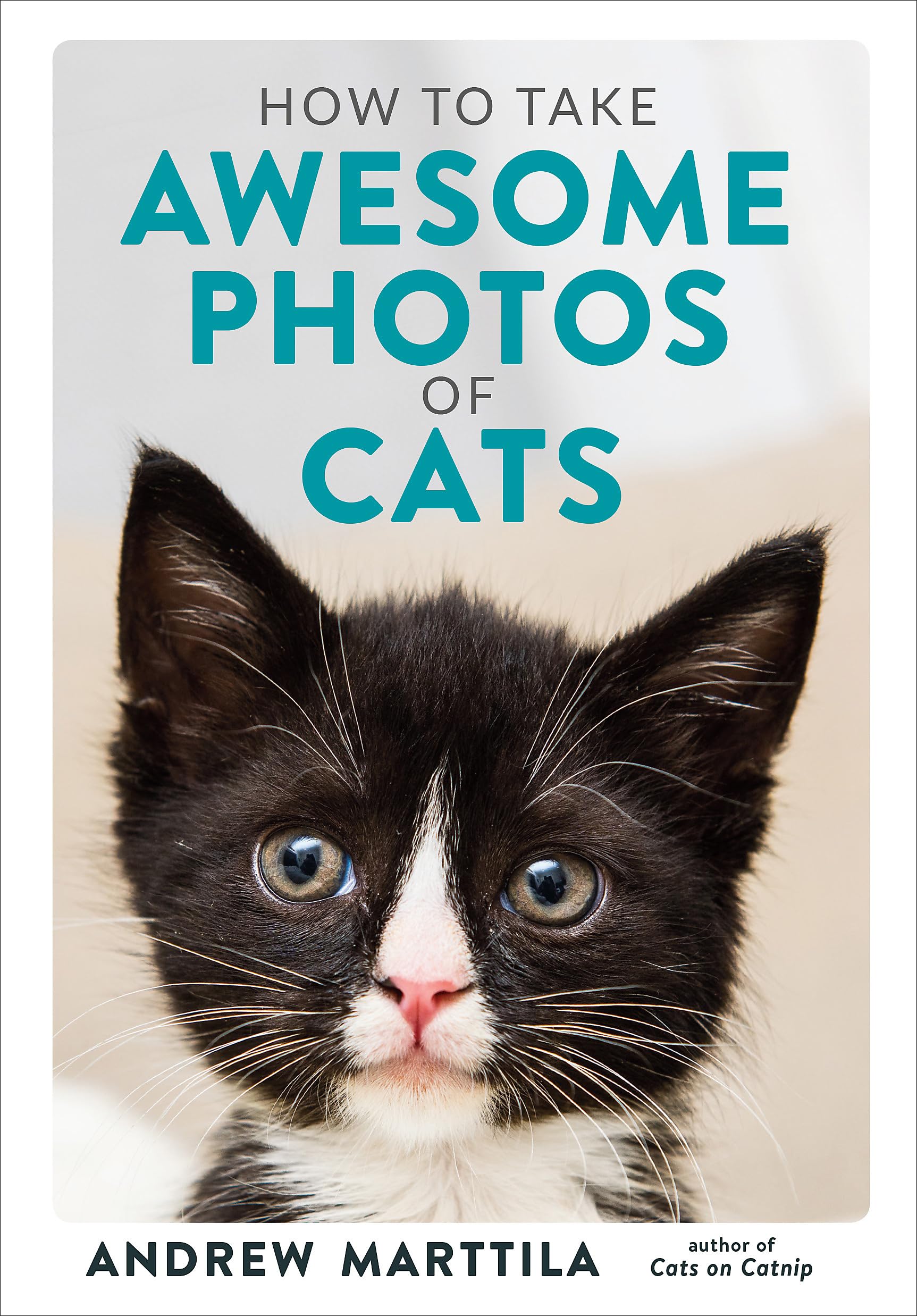 How to Take Awesome Photos of Cats Travel