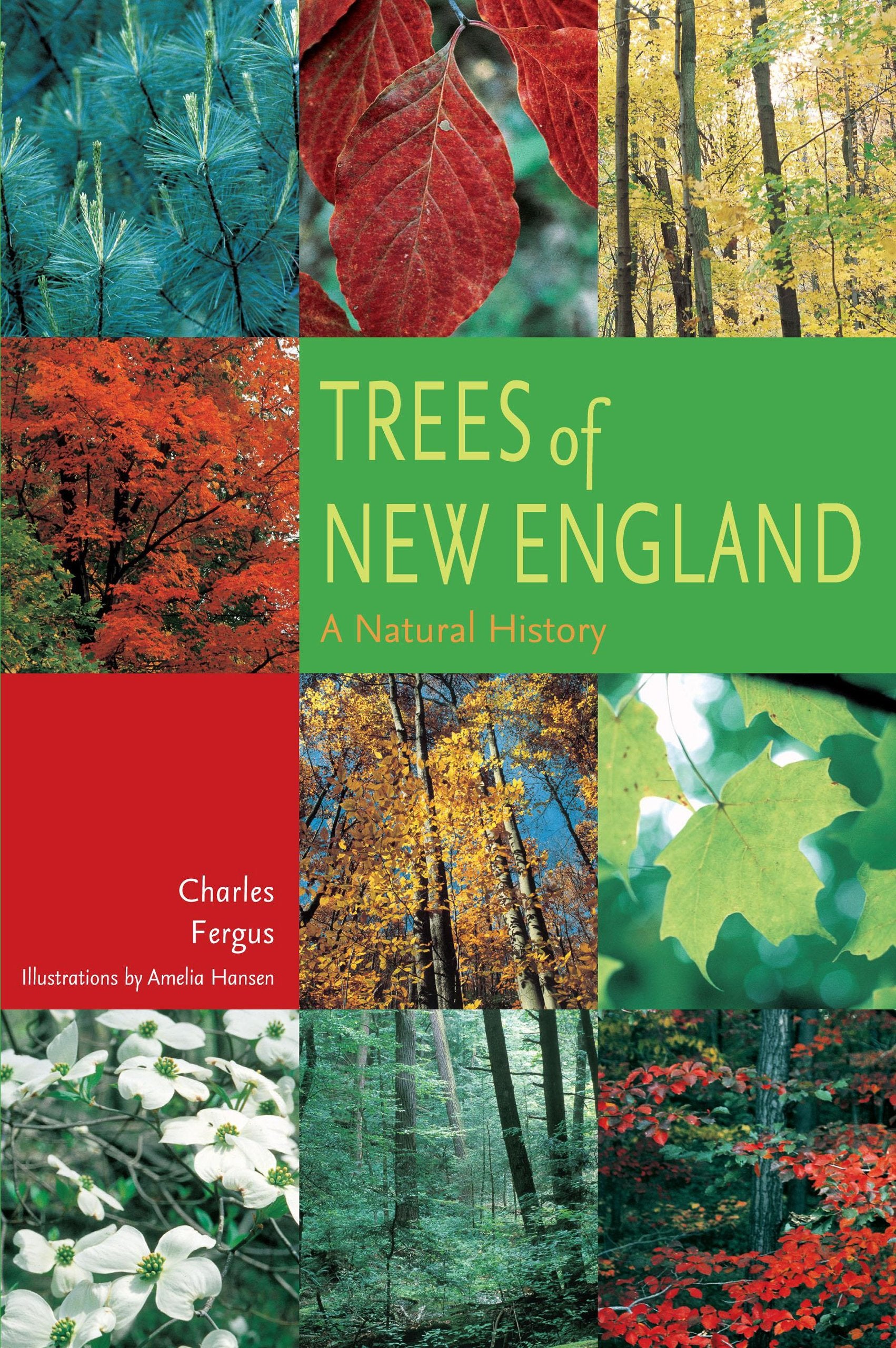 Trees Of New England: A Natural History Mathematics