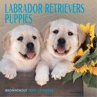 Cal 99 Labrador Retriever Puppies Pets