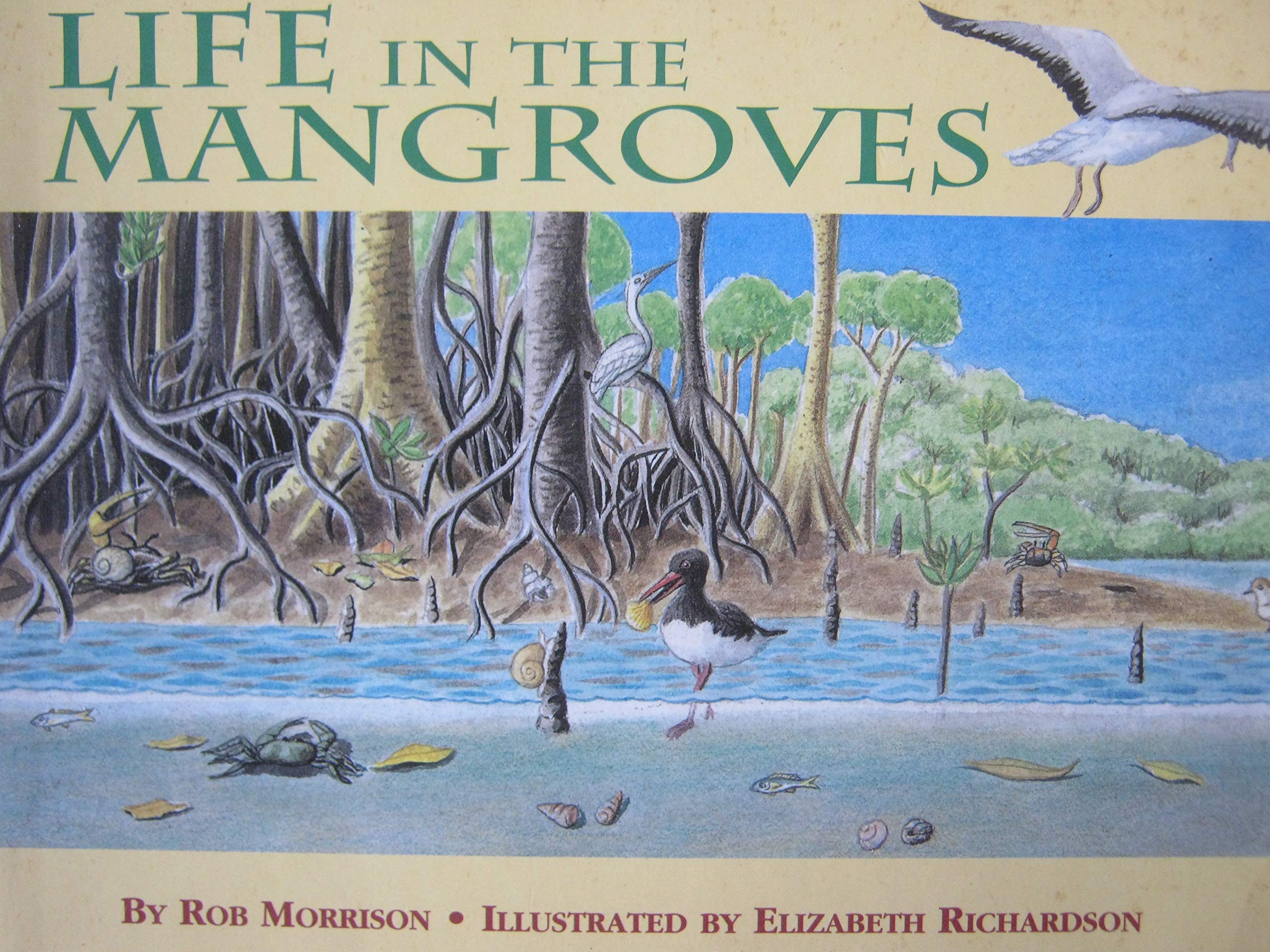 Product Image: Rhcc 2a Life in Mangroves Is