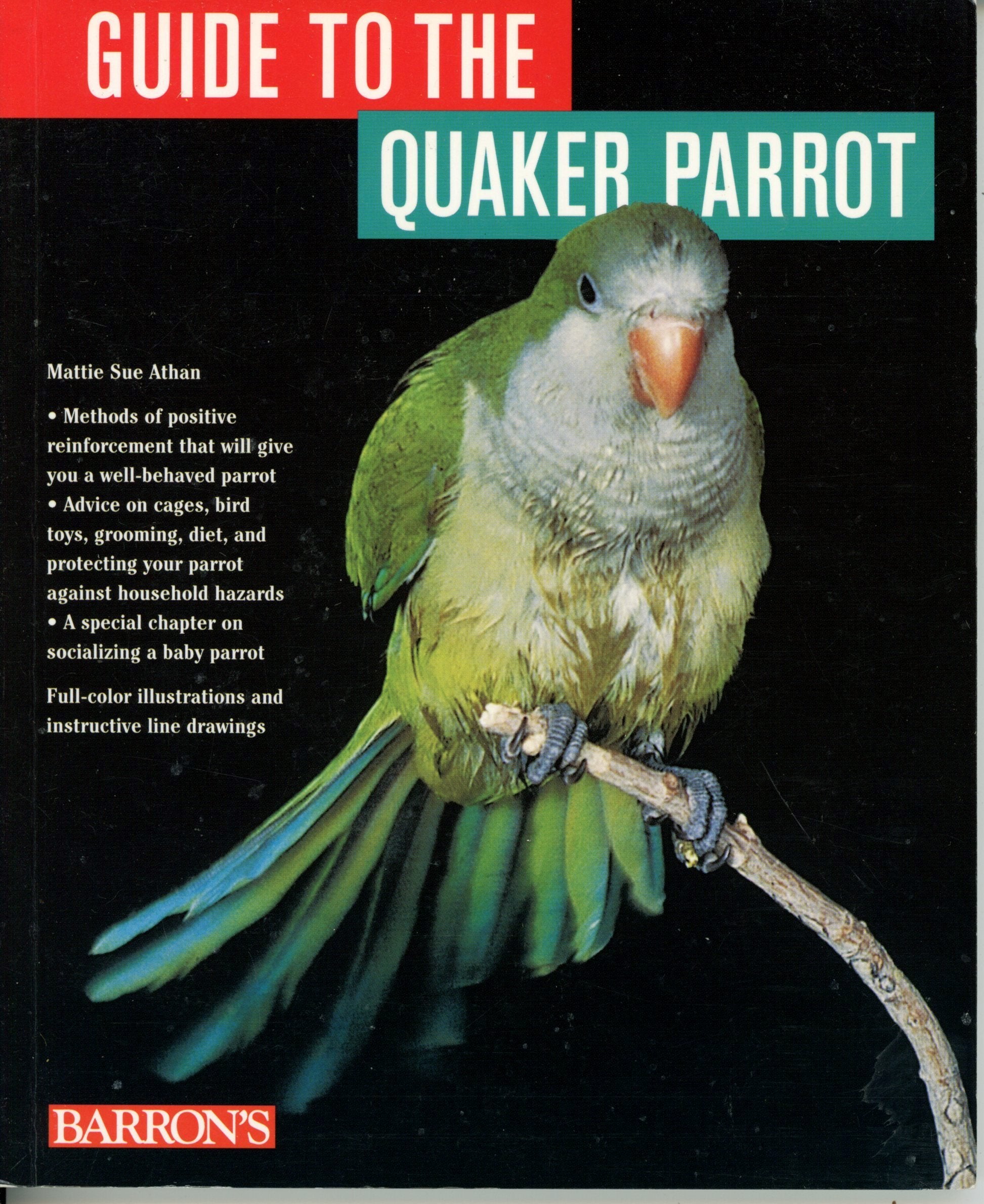 A Guide to the Quaker Parrot Pets