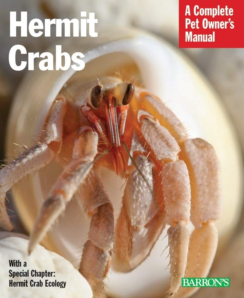 Hermit Crabs Pets