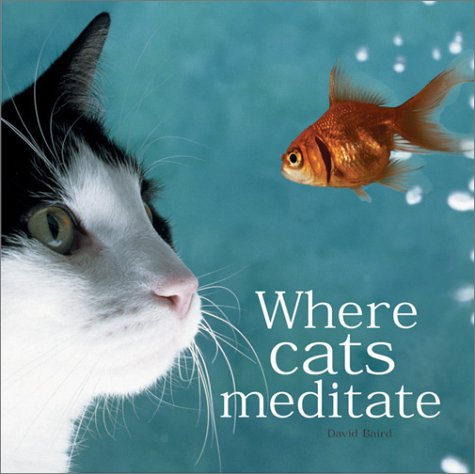 Where Cats Meditate Poetry