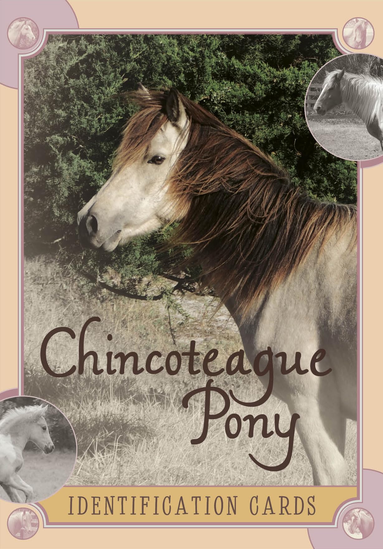 Chincoteague Pony Identification Cards: Set 2 Mathematics