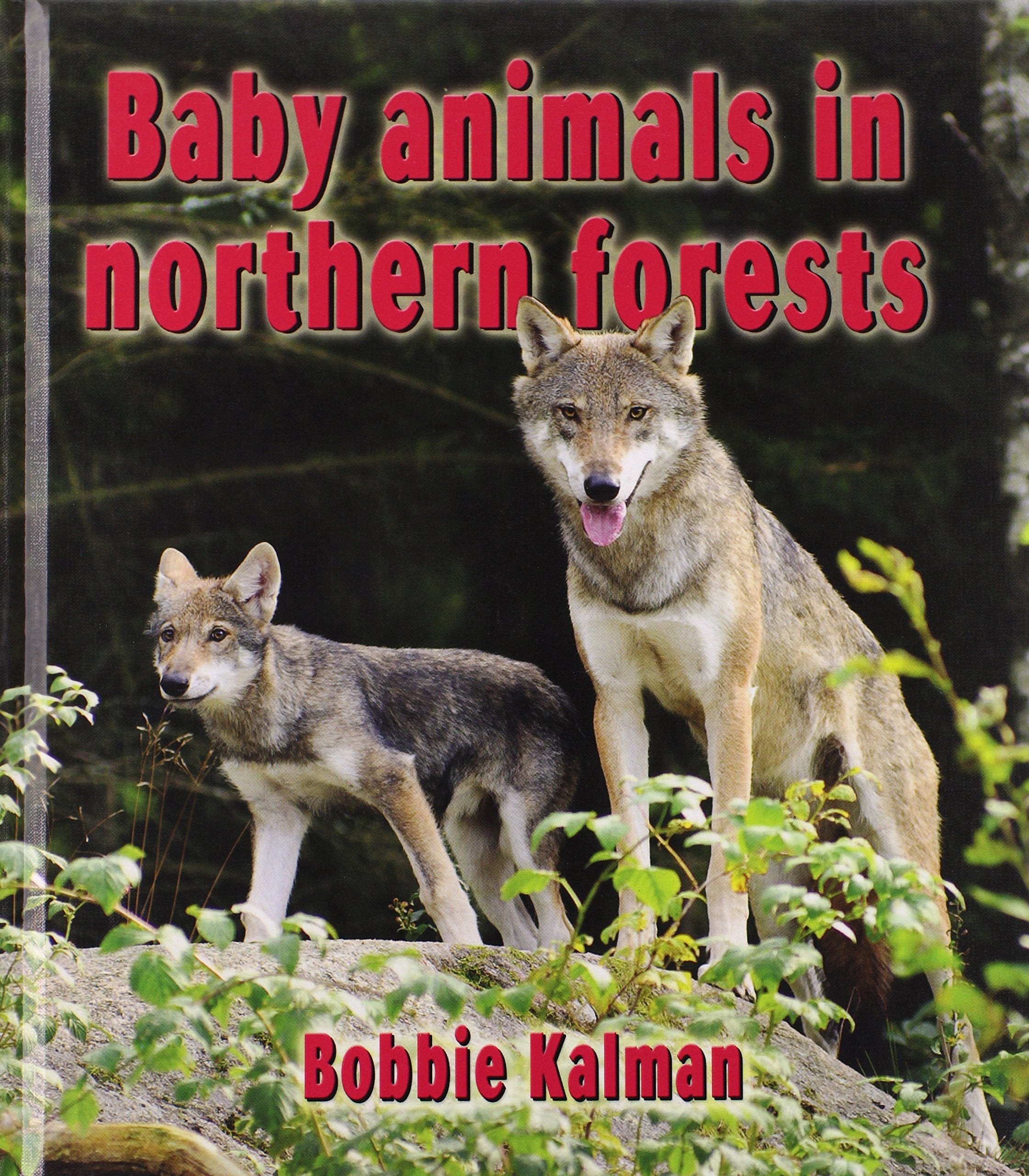 Baby Animals in Northern Forests (Habitats of Baby Animals) Parents & Children