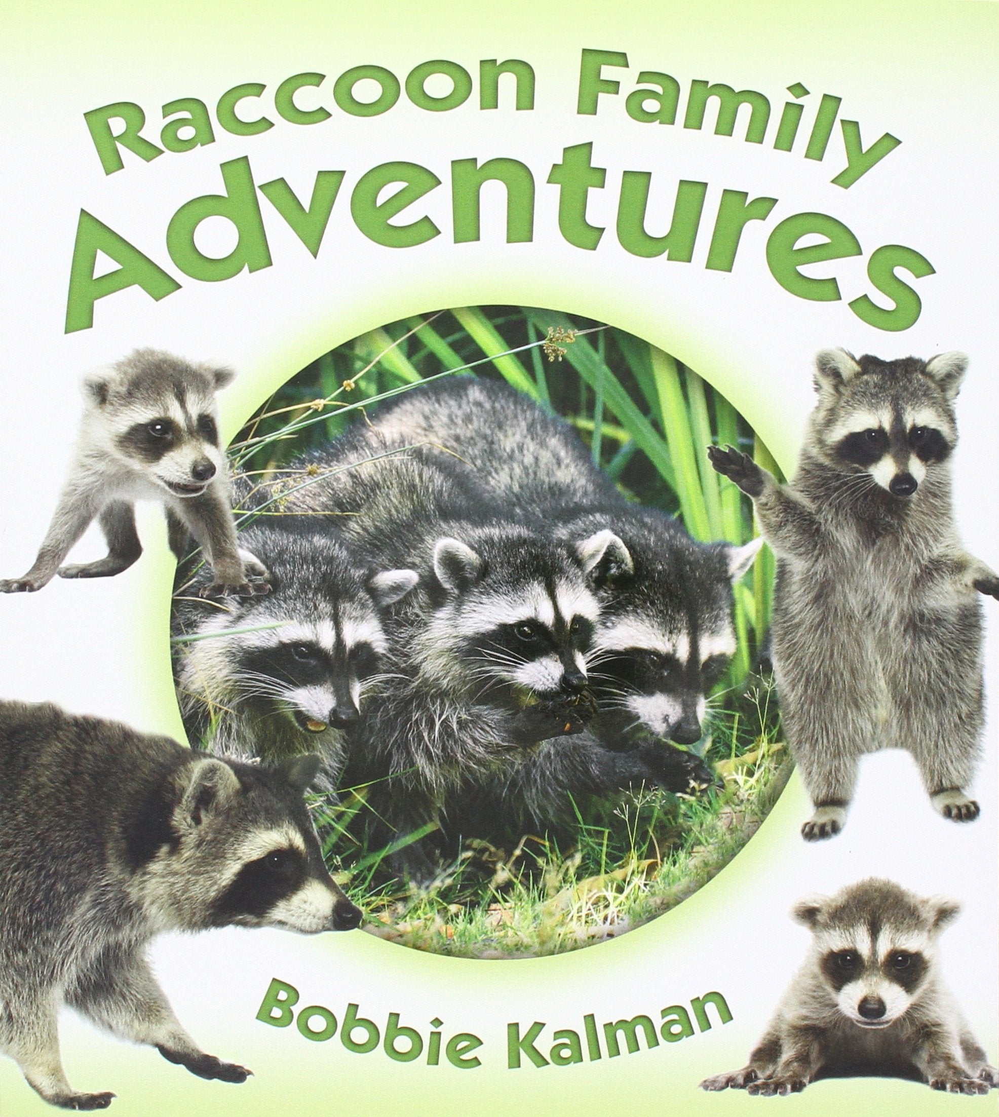Raccoon Family Adventures (Animal Family Adventures) Non-fiction