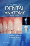 Woelfel's Dental Anatomy: Its Relevance to Dentistry Medicine