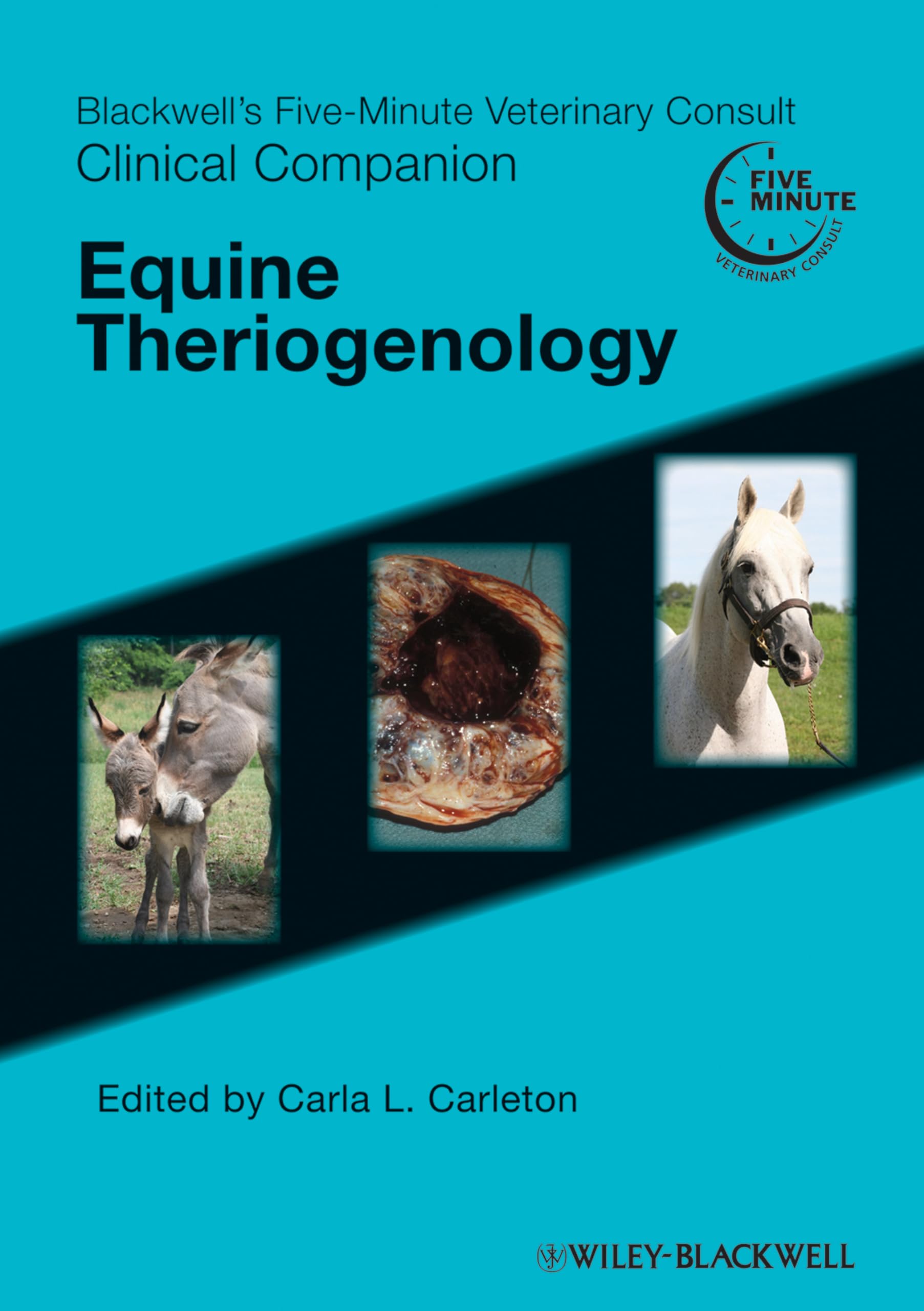 Blackwell's Five-Minute Veterinary Consult Clinical Companion: Equine Theriogenology (Blackwell's Five-Minute Veterinary Consult (Paperback)) Medicine