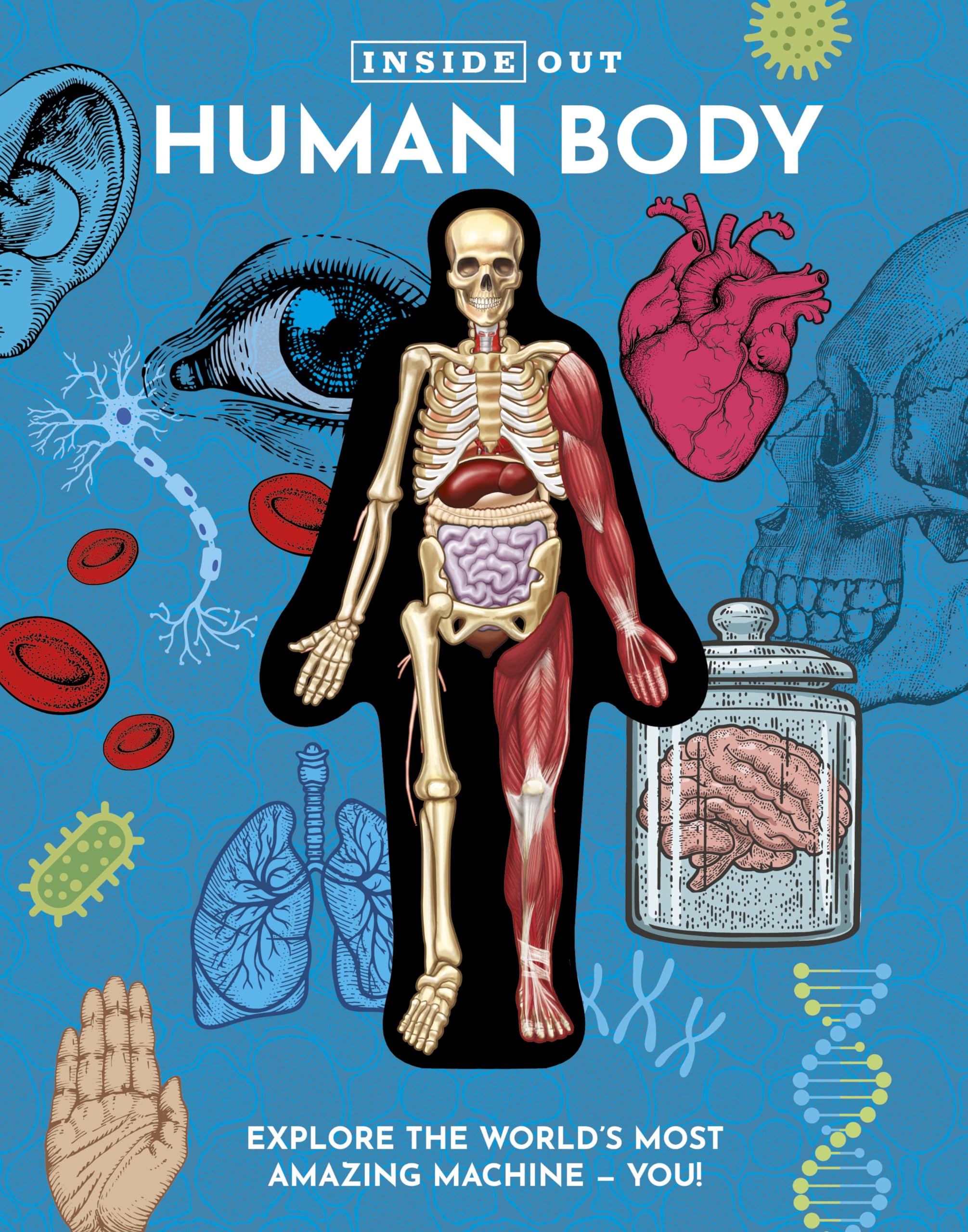 Inside Out Human Body: Explore the World's Most Amazing Machine - You! (Inside Out, Chartwell) Medicine