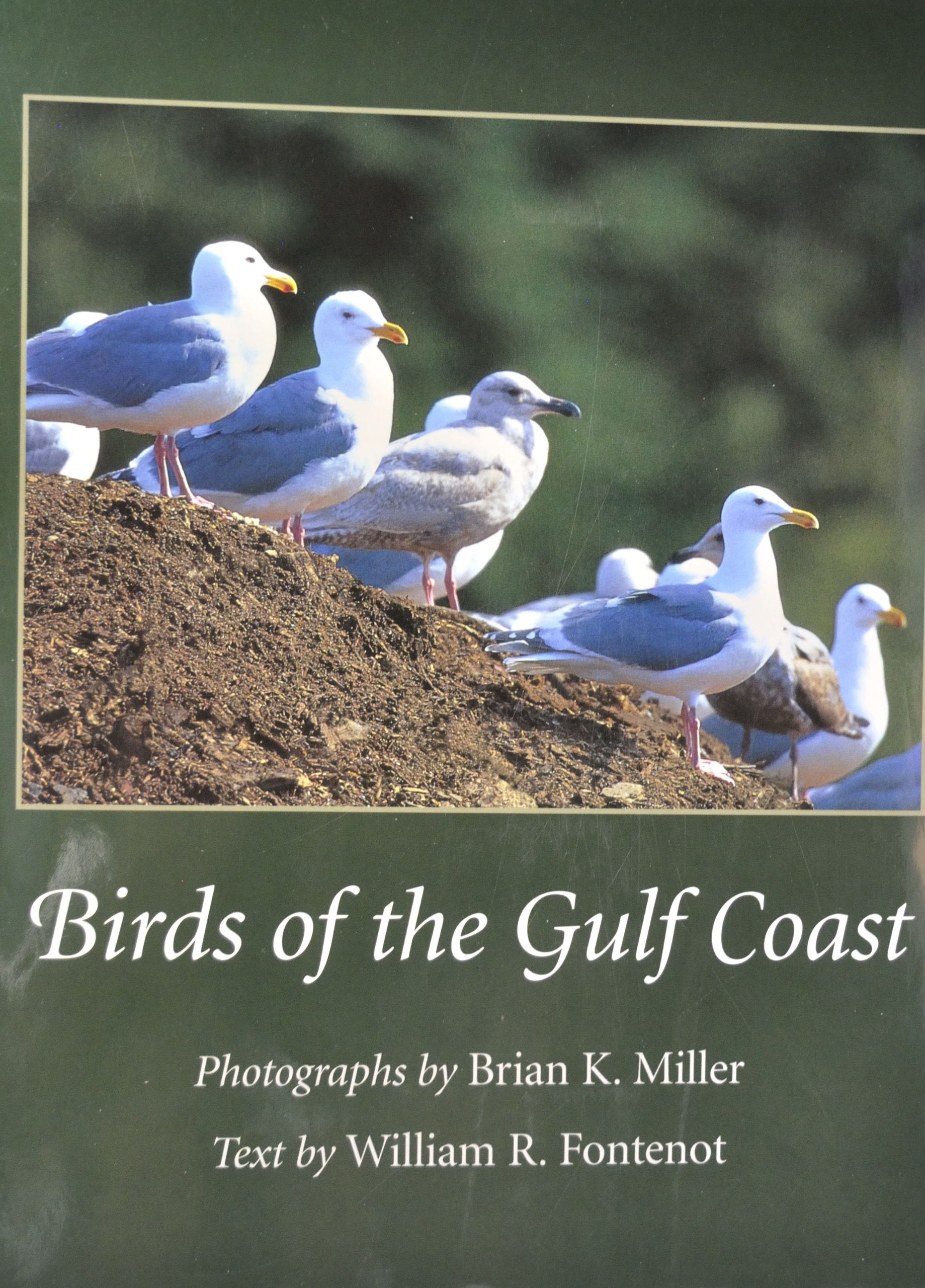 Birds of the Gulf Coast Mathematics