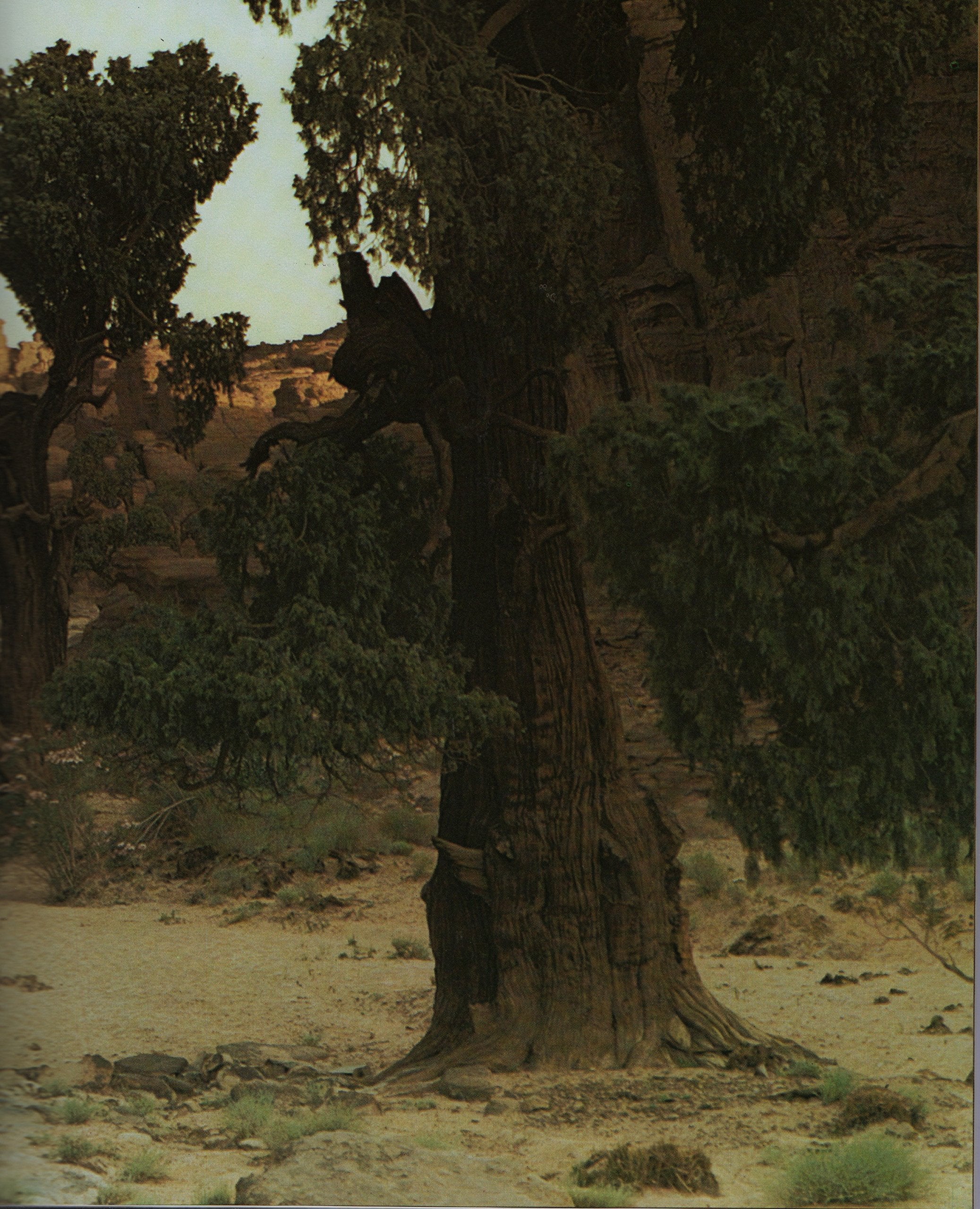 Product Image: THE SAHARA.