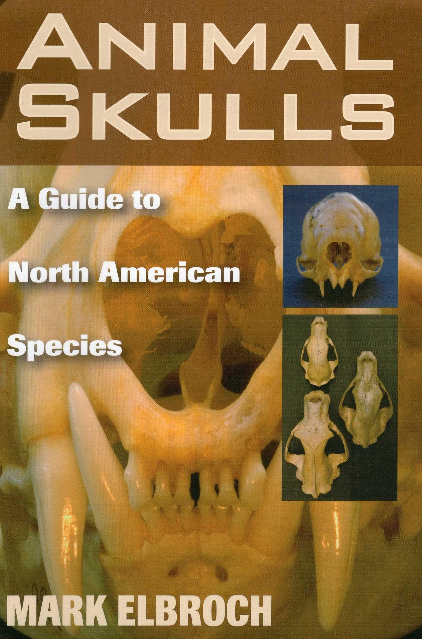 Animal Skulls: A Guide to North American Species Mathematics