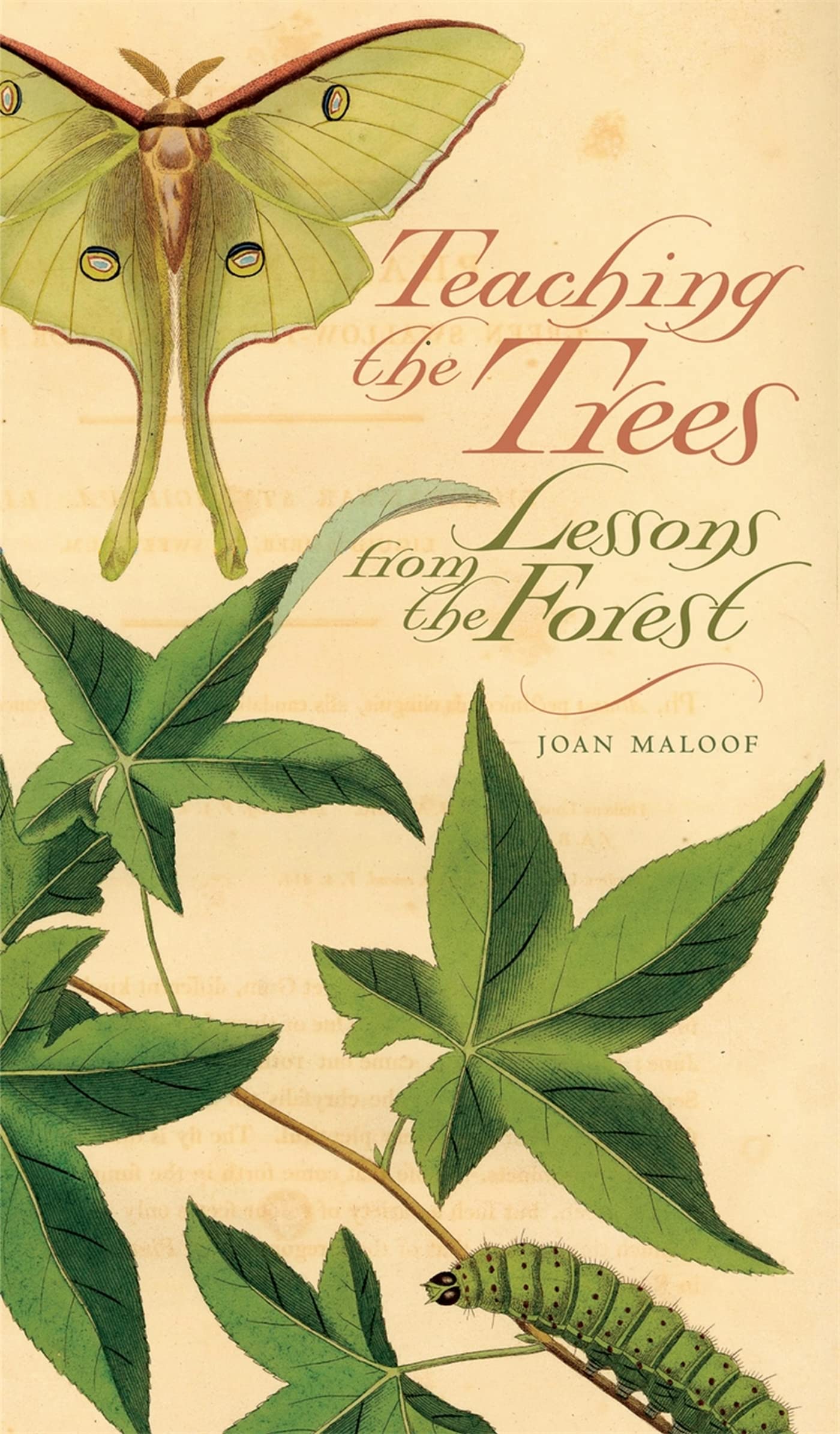 Teaching the Trees: Lessons from the Forest Mathematics