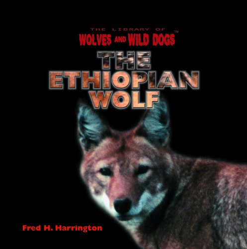 The Ethiopian Wolf (The Library of Wolves and Wild Dogs) Non-fiction