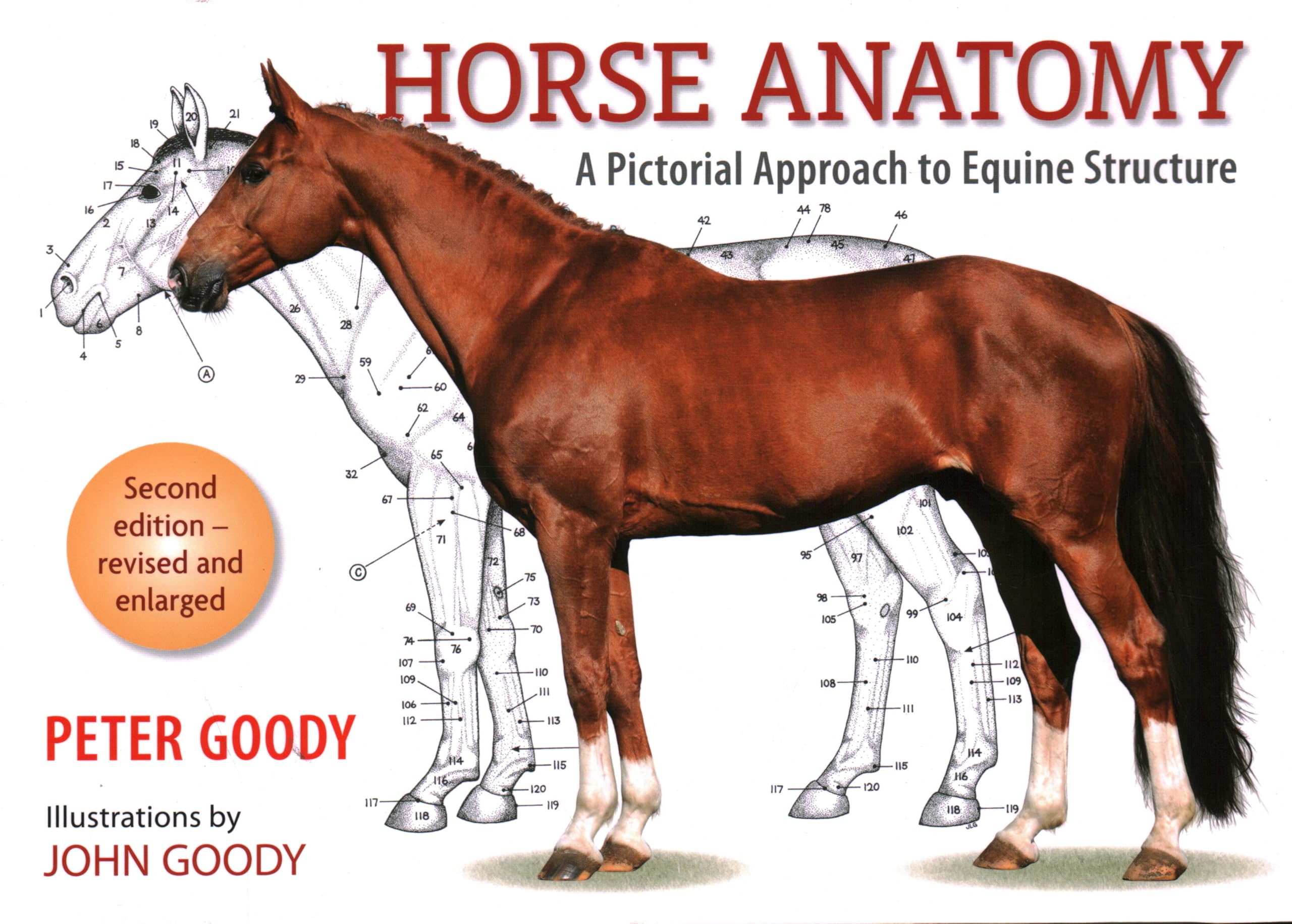 Horse Anatomy: A Pictorial Approach to Equine Structure book