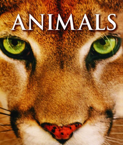 Animals (Picture This) book