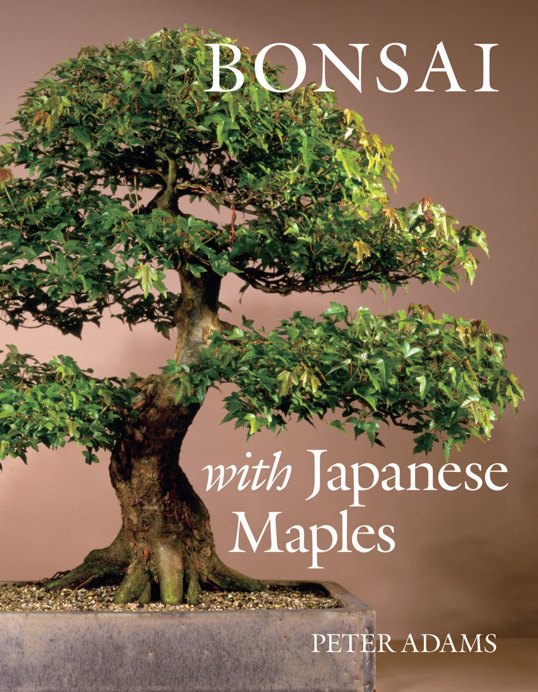 Product Image: Bonsai with Japanese Maples