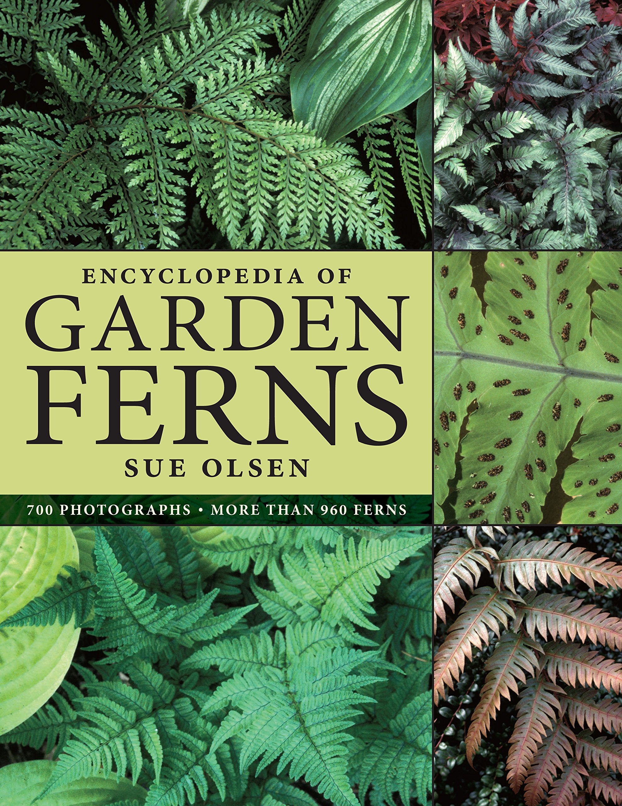 Encyclopedia of Garden Ferns Garden & Plants