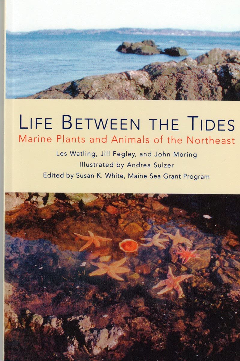 Life Between the Tides: Marine Plants and Animals of the Northeast Mathematics