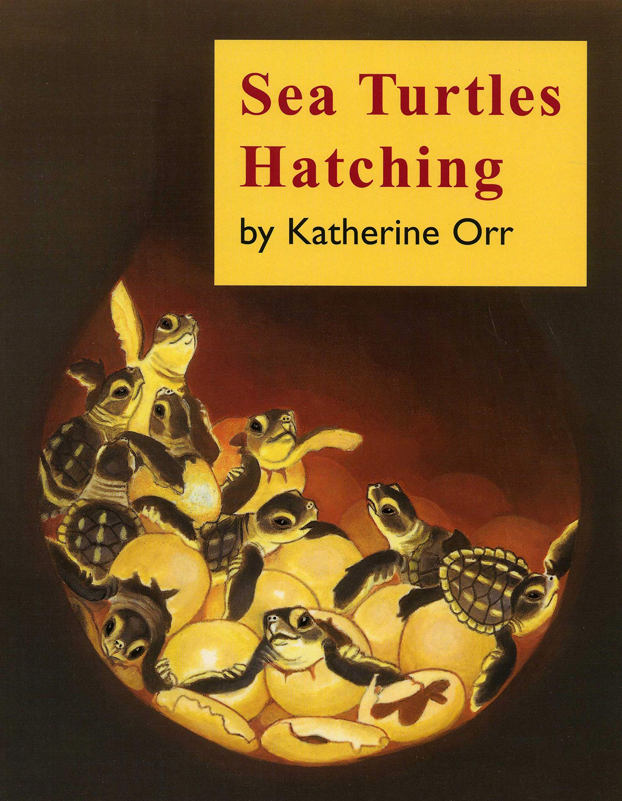 Product Image: Sea Turtles Hatching