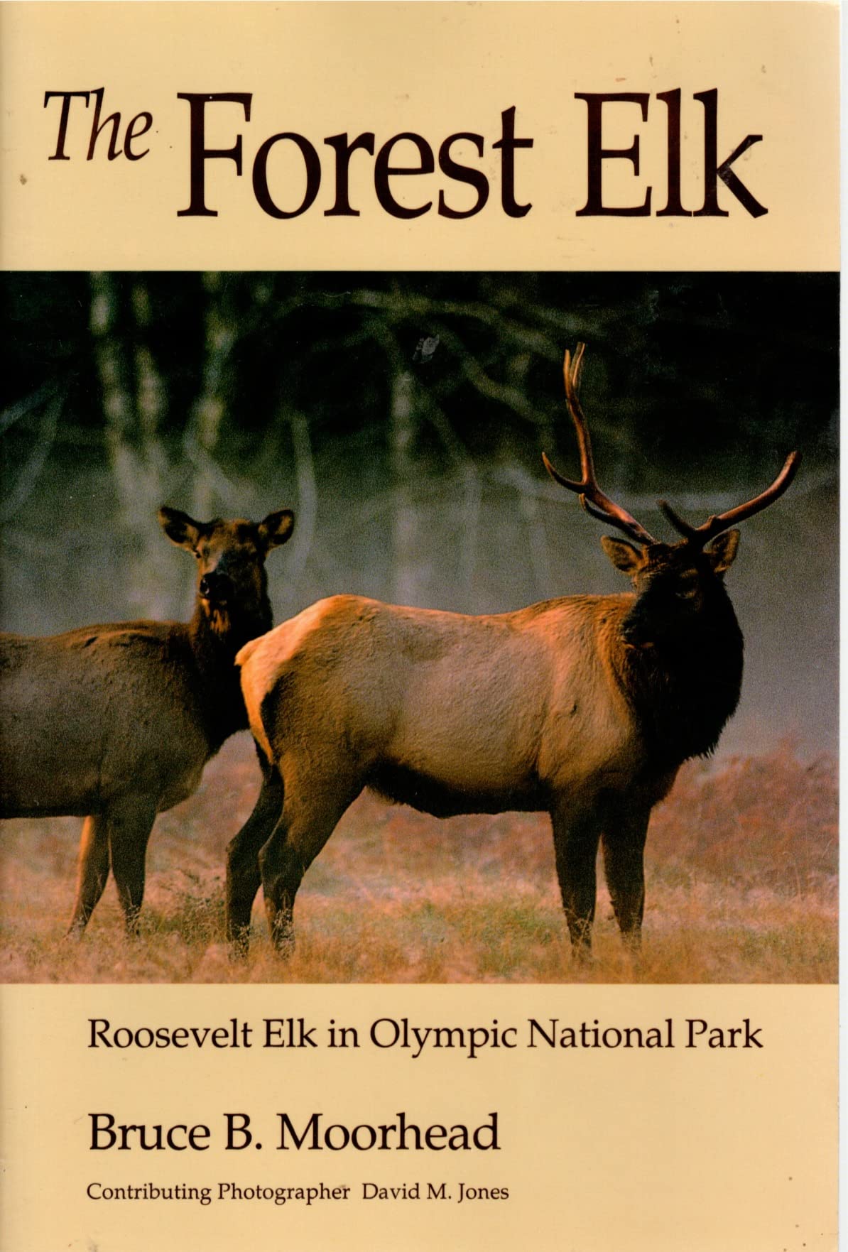 The Forest Elf: Roosevelt Elk in Olympic National Park Camping & Survival