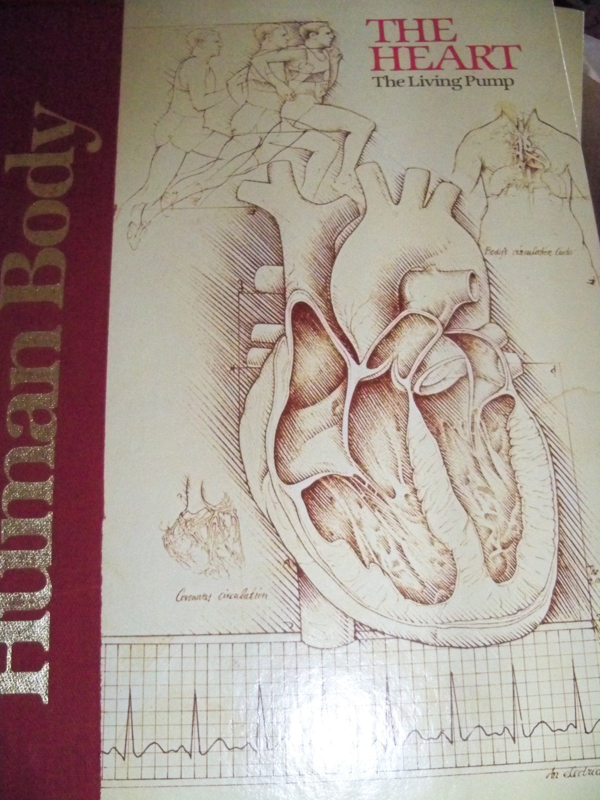 Heart, the Living Pump (Human Body Series) Medicine