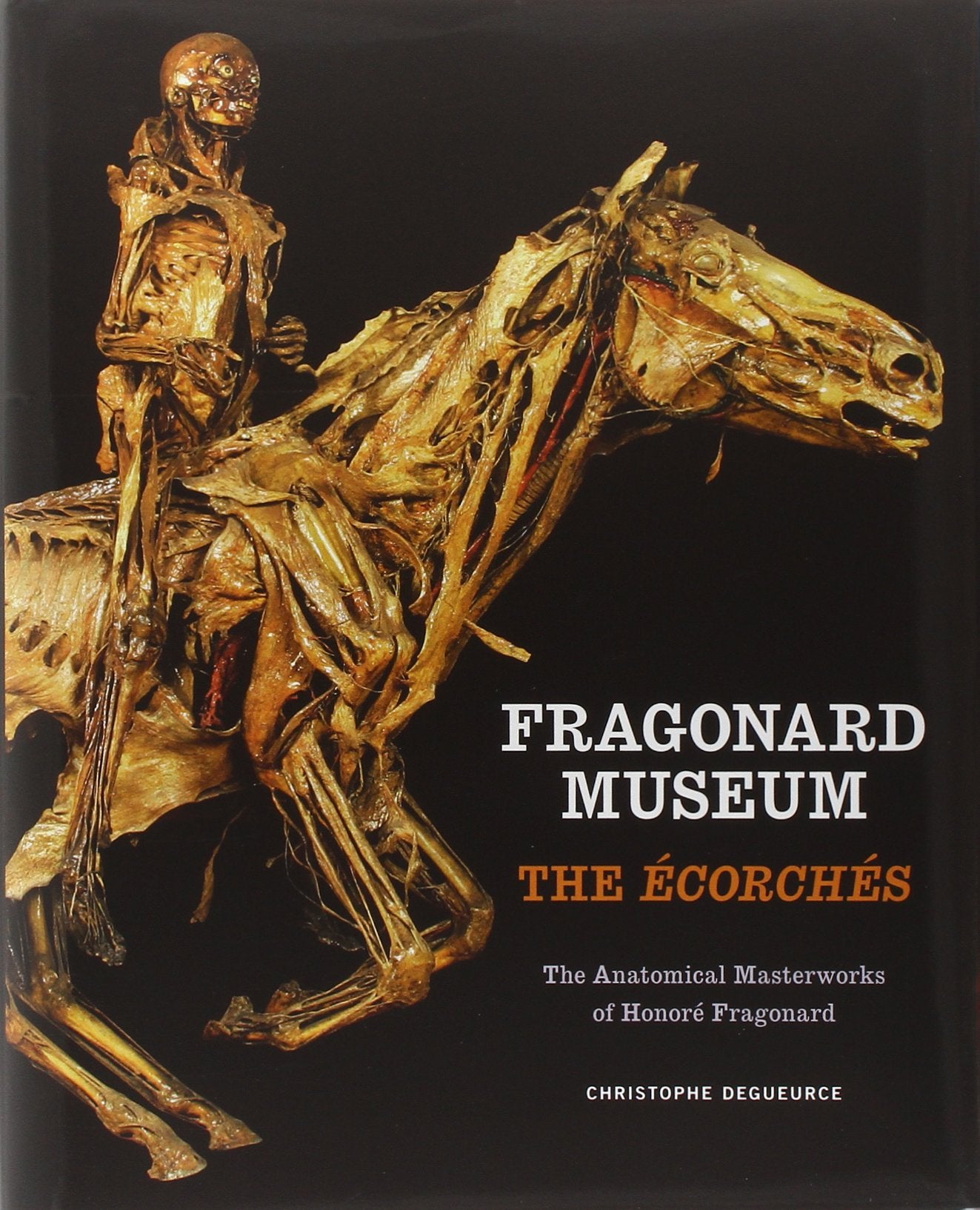 Fragonard Museum: The Écorchés Memories