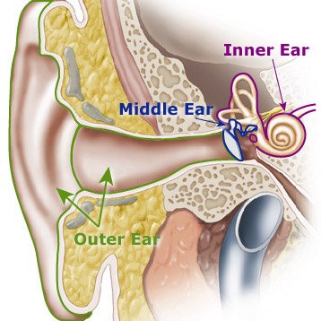 Introduction to the Auditory System by International Inst... book