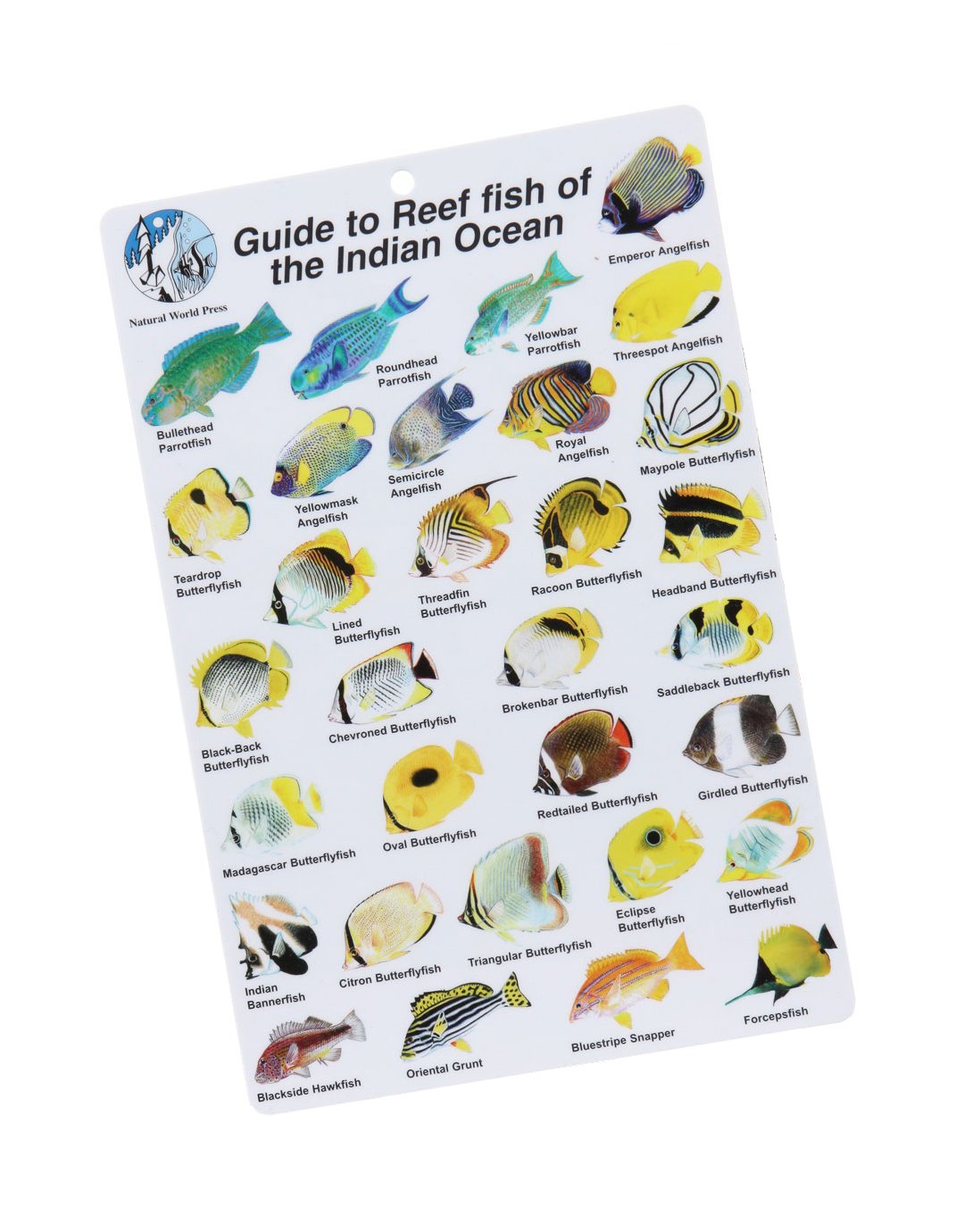 Guide to Reef Fish of the Indian Ocean Books