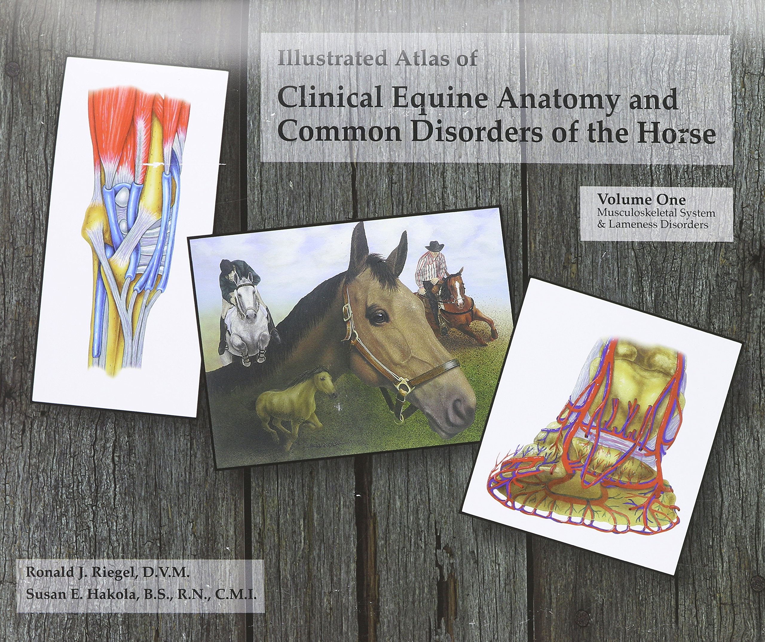 Illustrated Atlas of Clinical Equine Anatomy and Common Disorders of the Horse: Vol 1: Vol 1: Equileisure Code Hb135 (Illustrated Atlas of Clinical ... of the Horse: Vol 1: Equileisure Code Hb135) Medicine