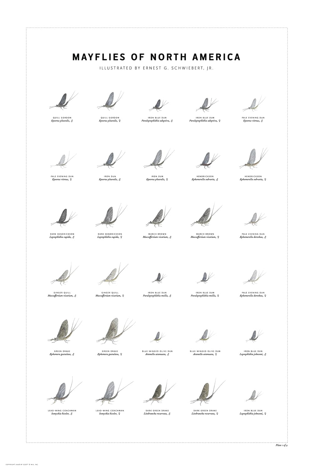 Mayflies of North America Print Set Mathematics