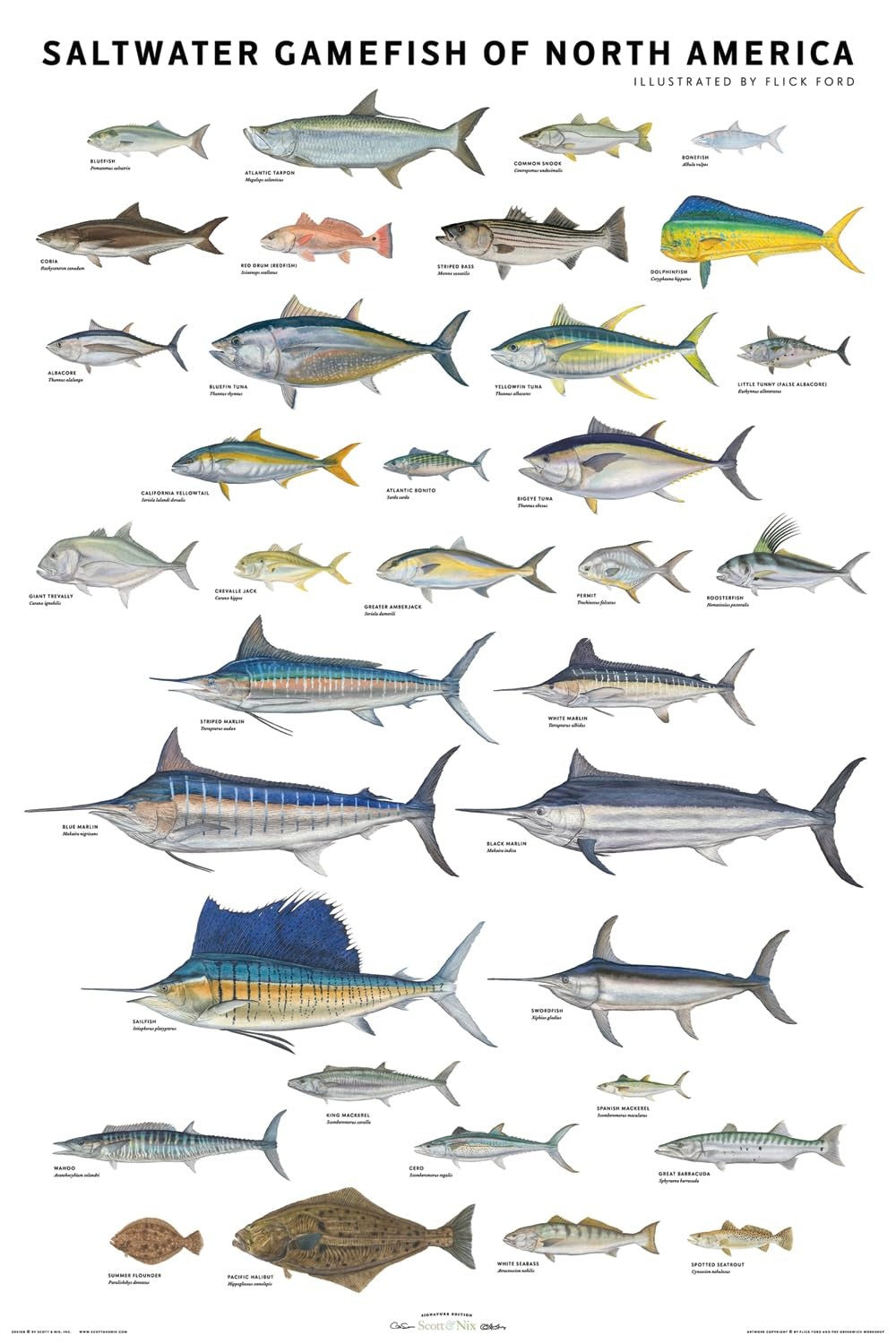 Saltwater Gamefish of North America Poster Mathematics