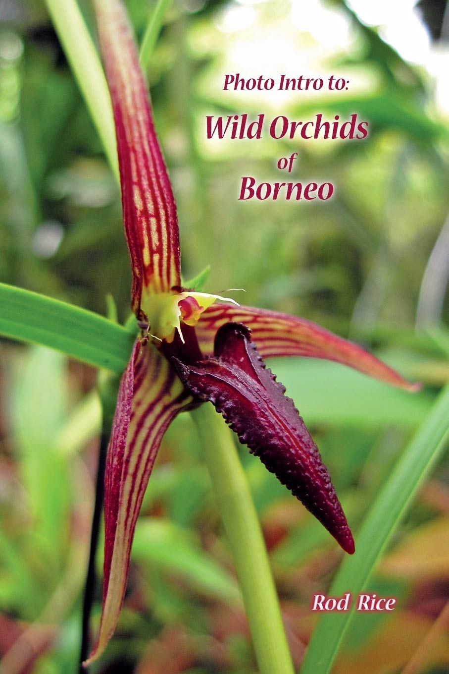 Photo Intro to: Wild Orchids of Borneo book