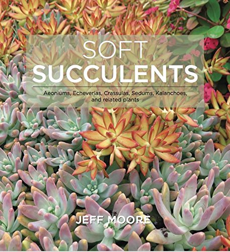Soft Succulents: Aeoniums, Echeverias, Crassulas, Sedums, Kalanchoes, and Related Plants Garden & Plants