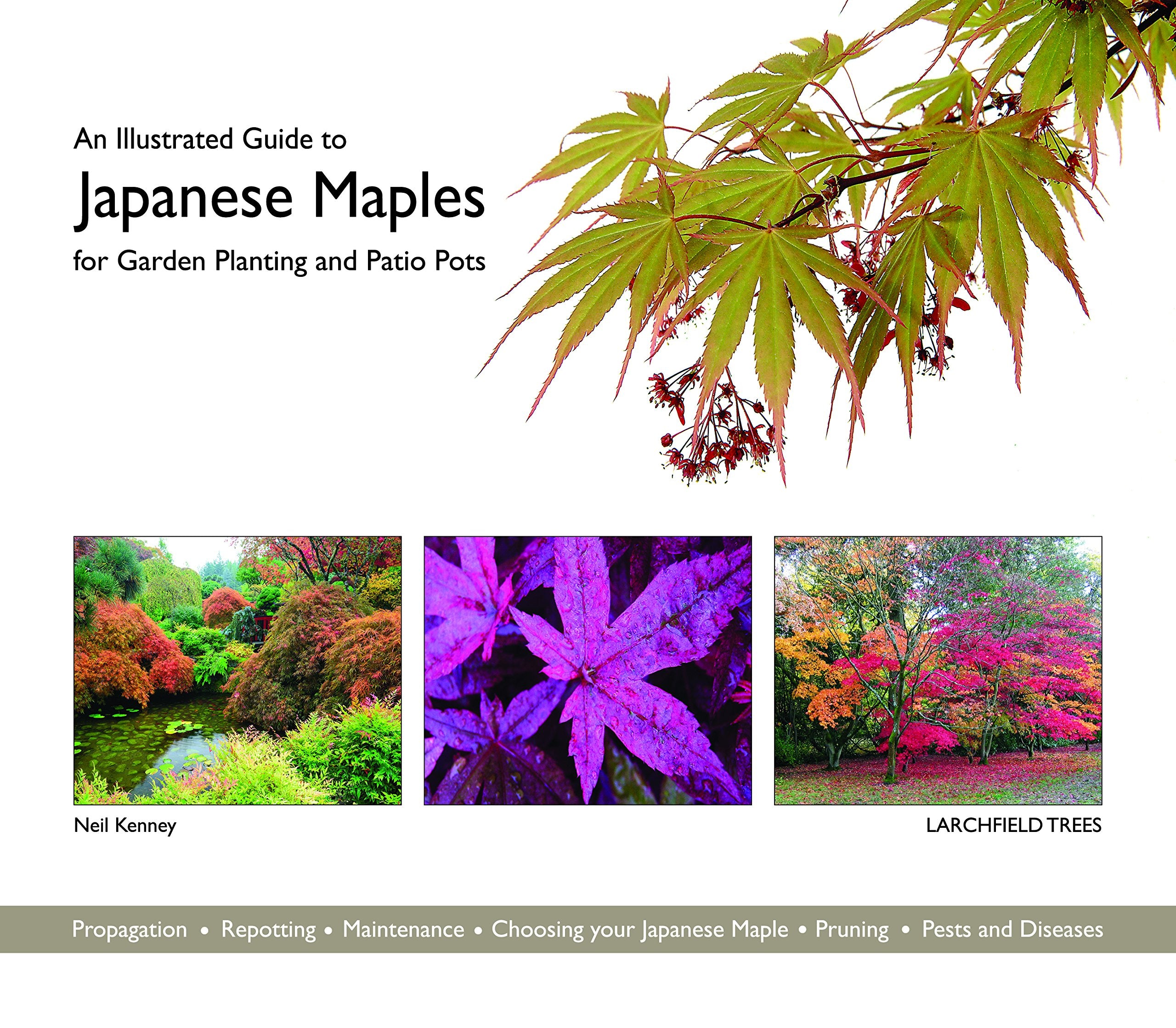An Illustrated Guide to Japanese Maples for Garden Planting and Patio Pots book