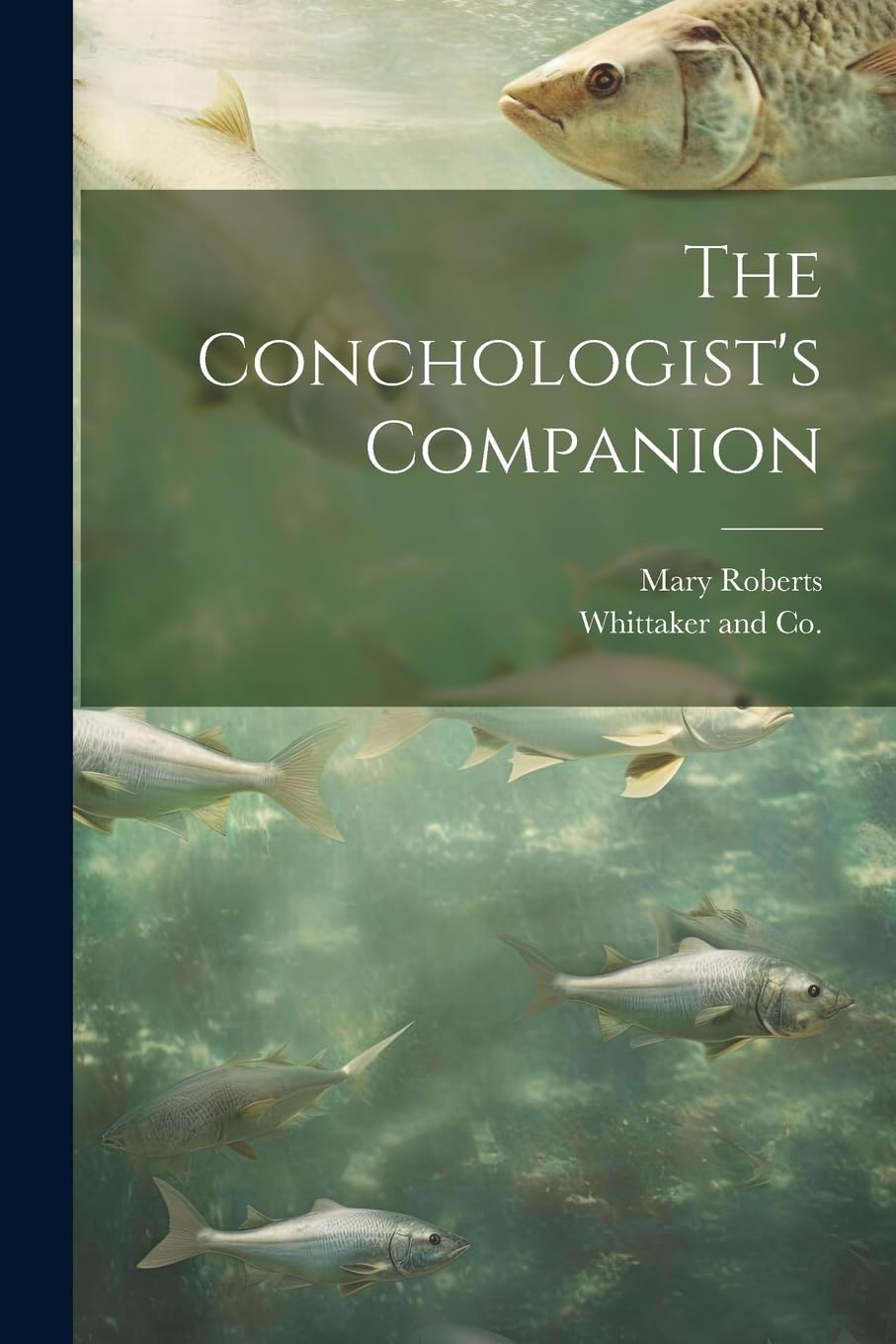The Conchologist's Companion Mathematics