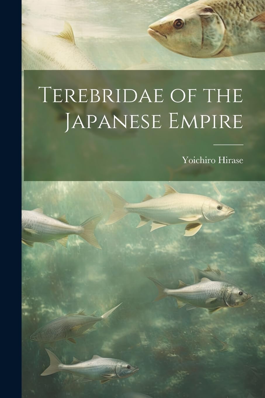 Terebridae of the Japanese Empire Mathematics