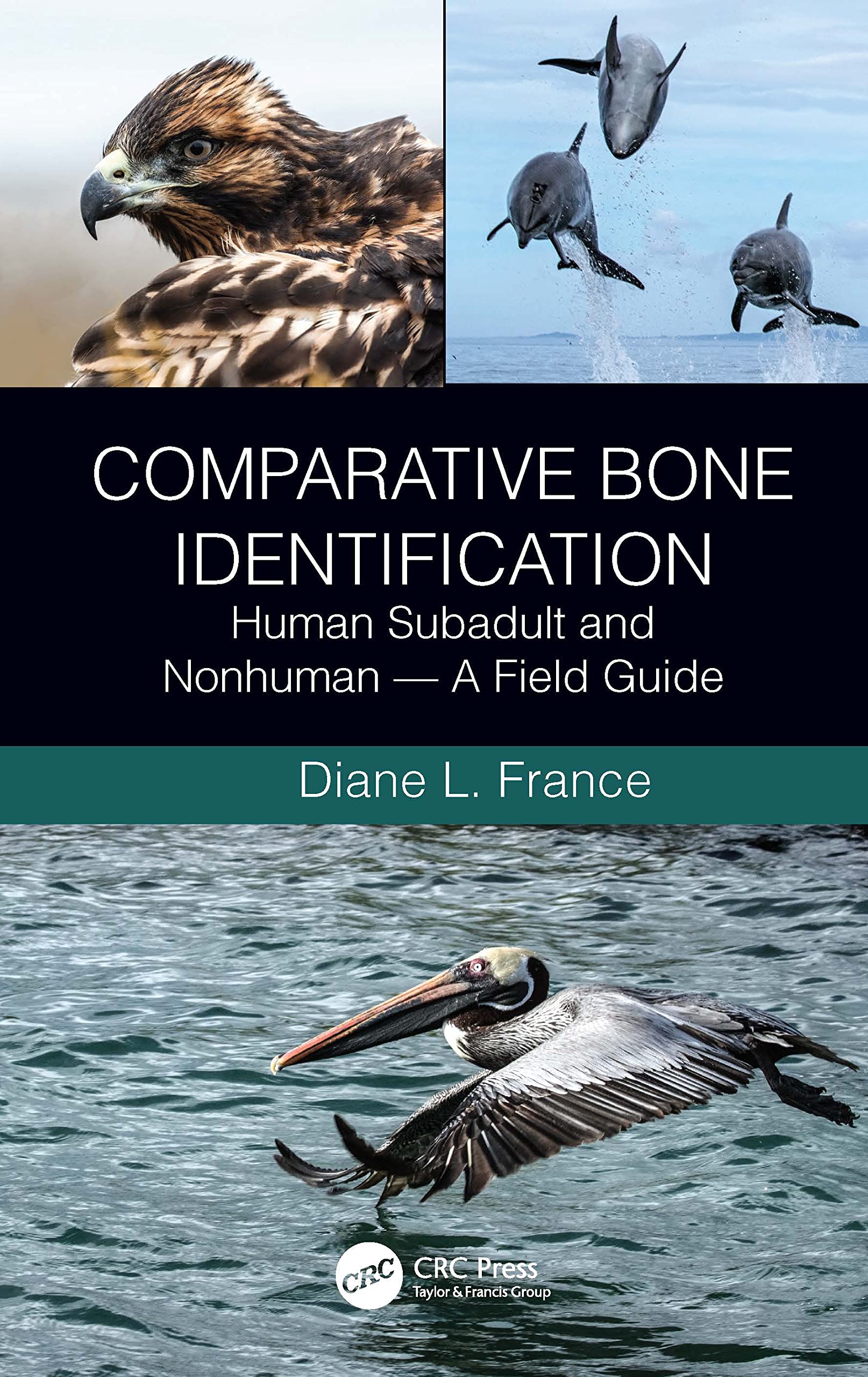 Comparative Bone Identification: Human Subadult and Nonhuman - A Field Guide Medicine