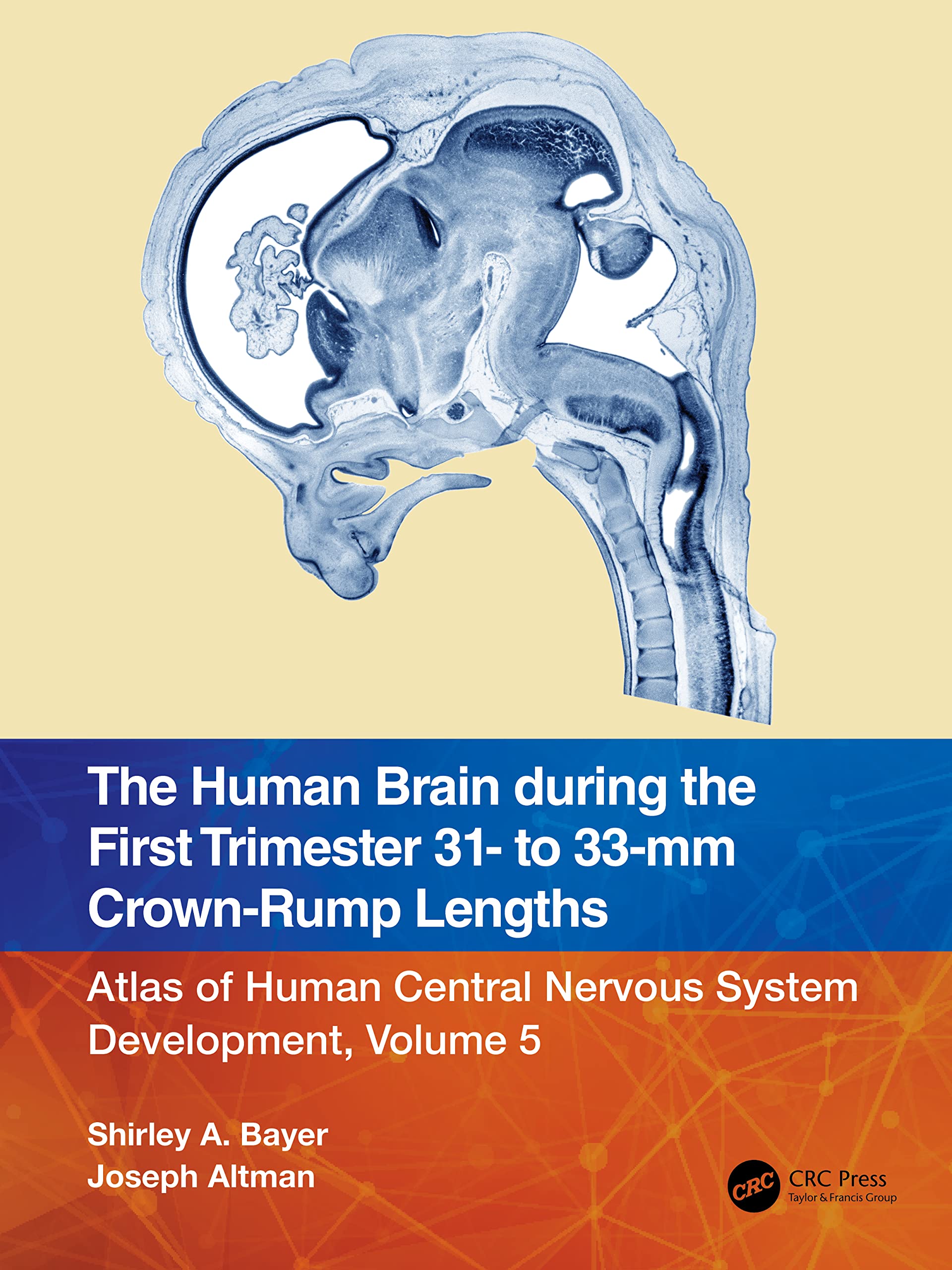 The Human Brain during the First Trimester 31- to 33-mm Crown-Rump Lengths Medicine