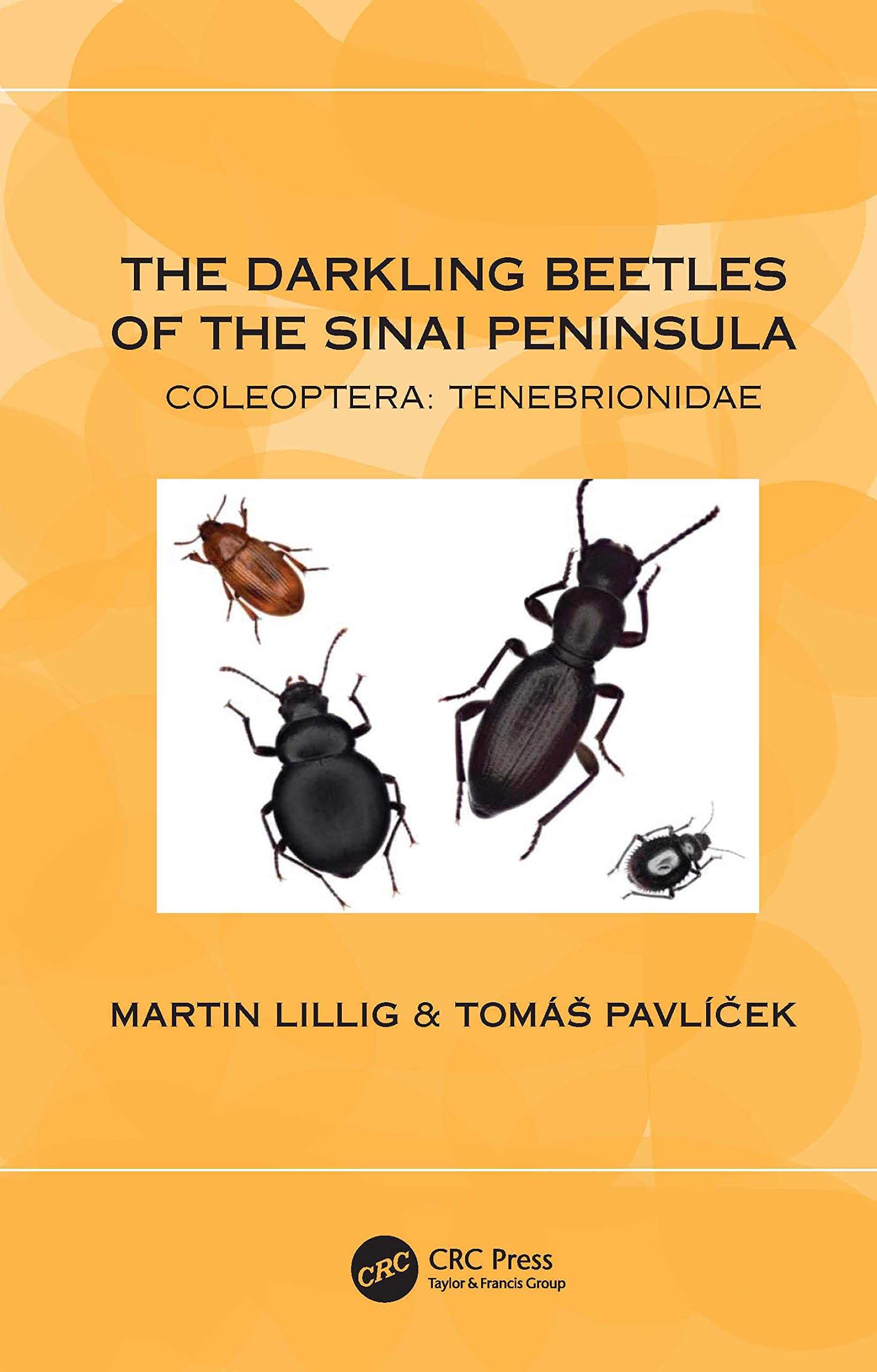 The Darkling Beetles of the Sinai Peninsula Mathematics