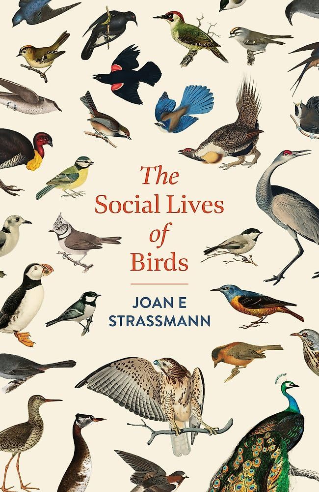The Social Lives of Birds: a must-read for bird and nature lovers Mathematics