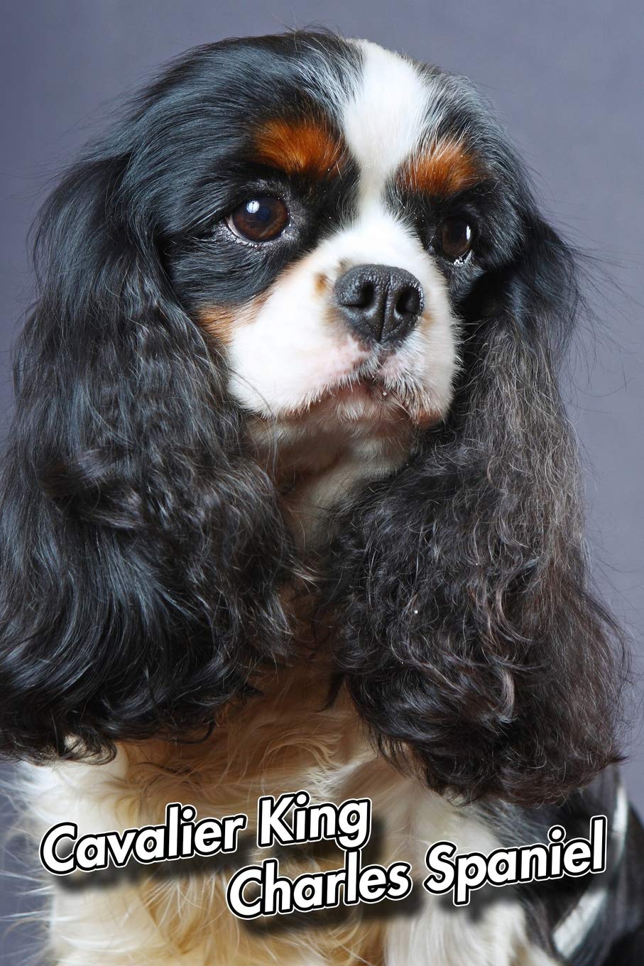 Cavalier King Charles Spaniel: Composition Book 150 pages 6 x 9 in. | College Ruled | Writing Notebook | Lined Paper | Soft Cover | Plain Journal Pets