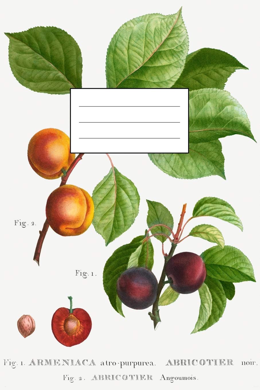Designer Notizheft: liniert mit Motiv "Aprikose" von Pierre-Joseph Redouté, Notebook, Schreibheft etwa A5 (15,3 x 22,9 cm) mit botanischer Illustration, stilvolle Geschenkidee für Gartenliebhaber Film, Art & Culture