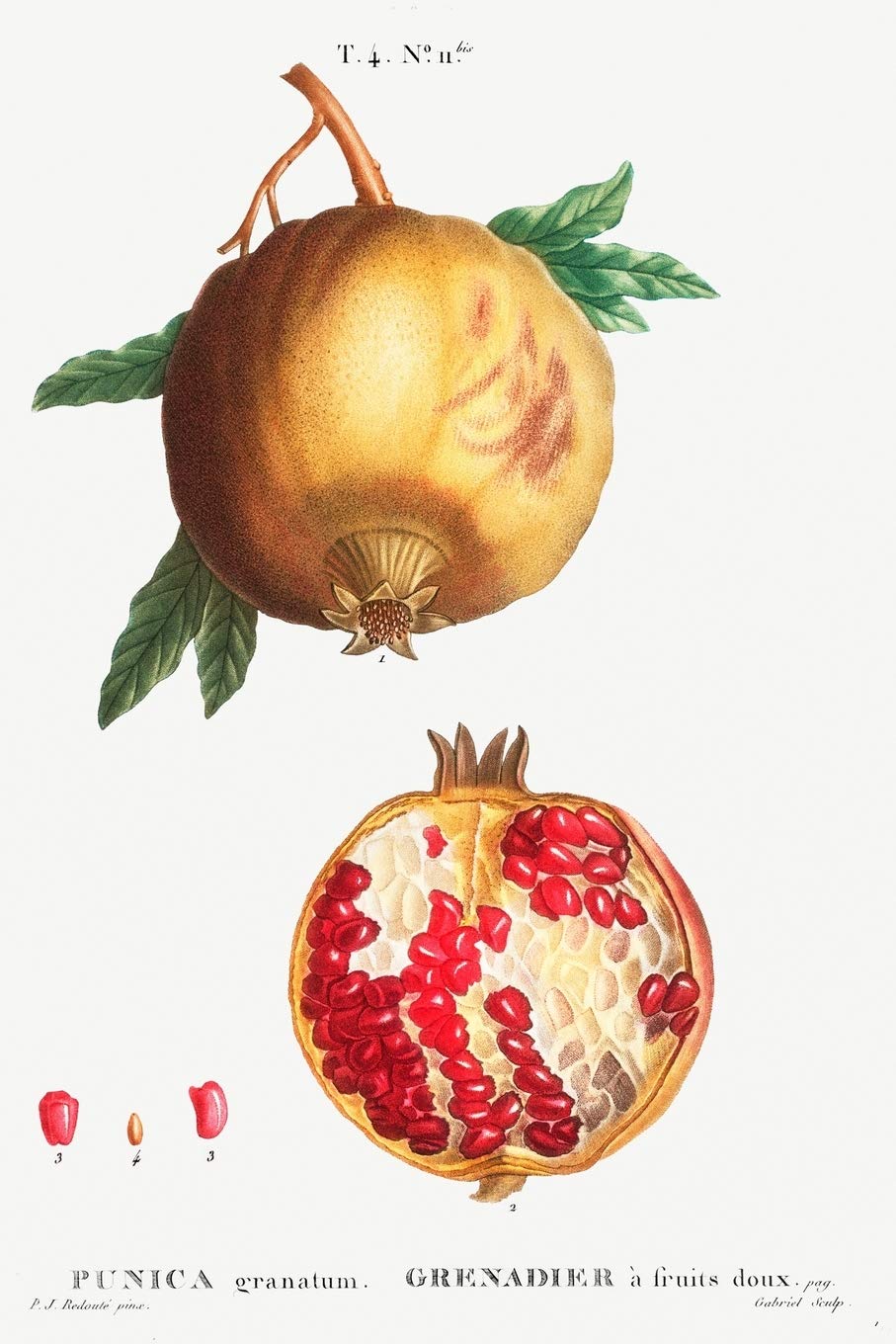 Designer Notizheft: liniert mit Motiv "Granatapfel (Punica granatum)" von Pierre-Joseph Redouté, Notebook, Schreibheft etwa A5 (15,3 x 22,9 cm) mit ... stilvolle Geschenkidee für Gartenliebhaber Medicine