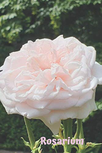 Rosarium: Flowers and Gardens: A Garden Of Beautiful Thoughts, Checkbook, Positive, Dream Journal, Self Diary, Energy, Daily, Power Planner, Project (110 Pages 6 x 9) Self-help