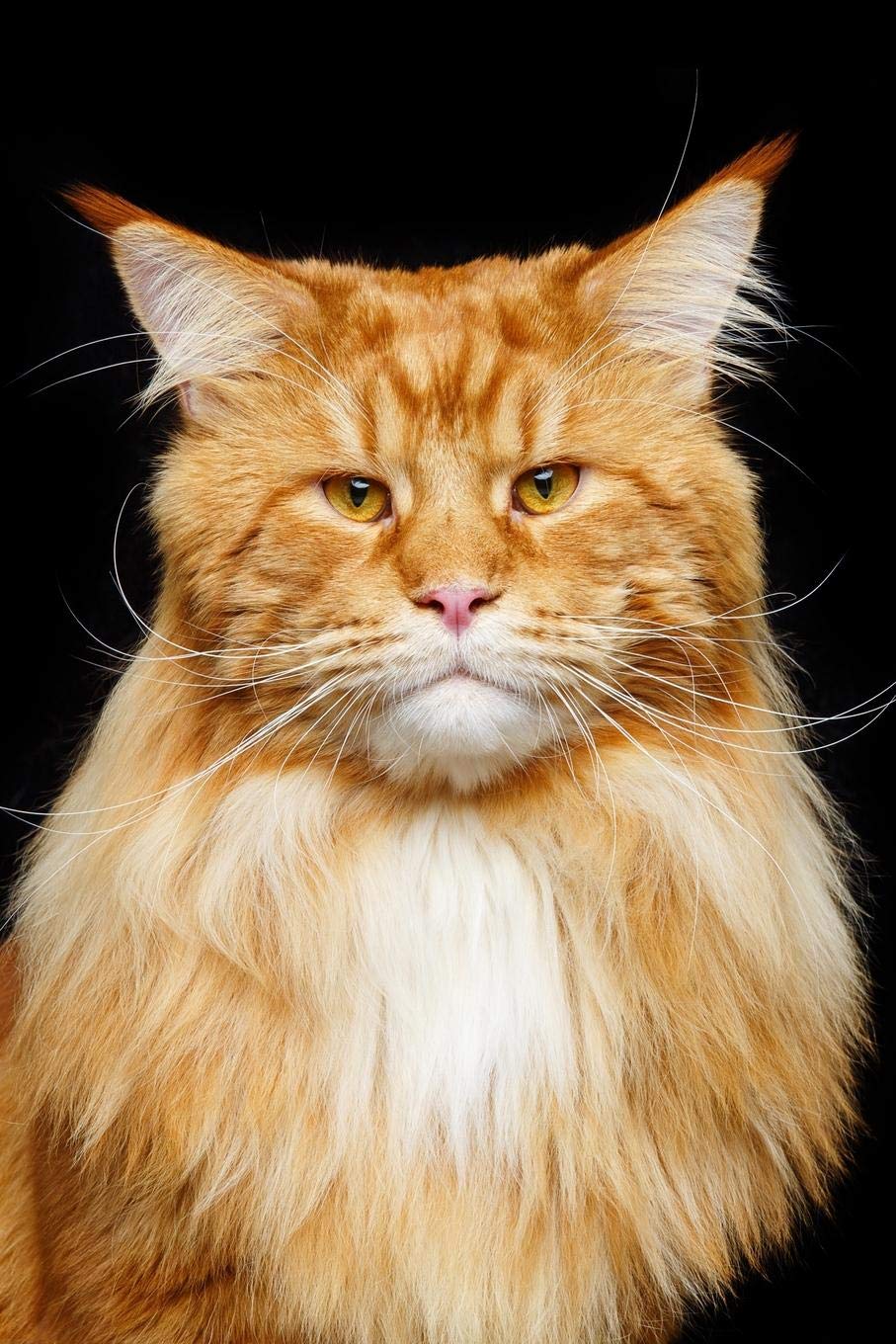 Maine Coon: Cat | 2020 Weekly Calendar | 12 Months | 107 pages 6 x 9 in. | Planner | Diary | Organizer | Agenda | Appointment | Half Spread Wide Ruled Pages Pets
